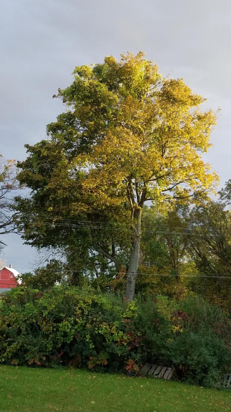 Burr Oak Motel