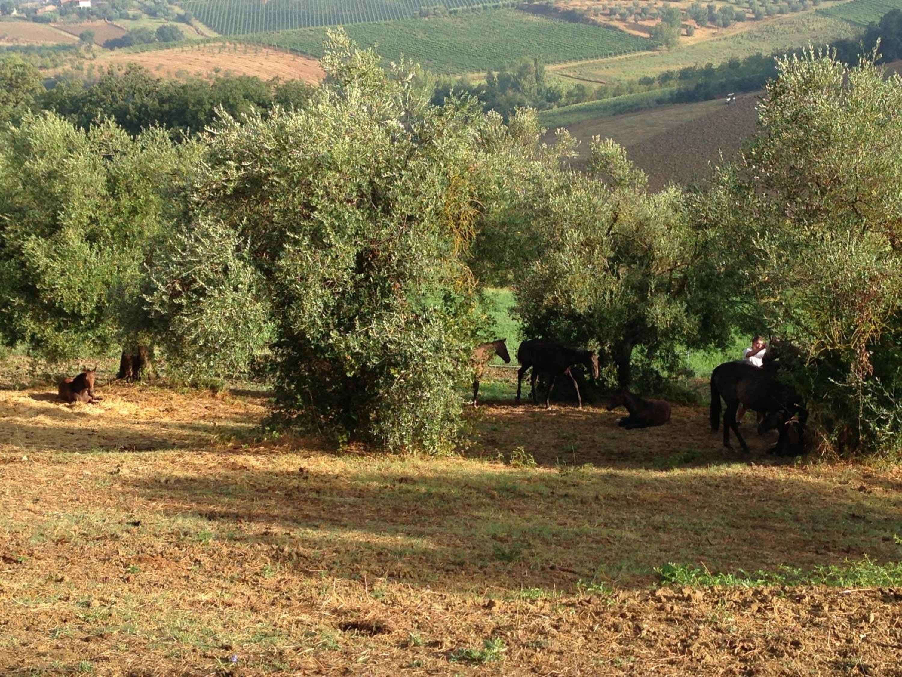 Agriturismi Farina