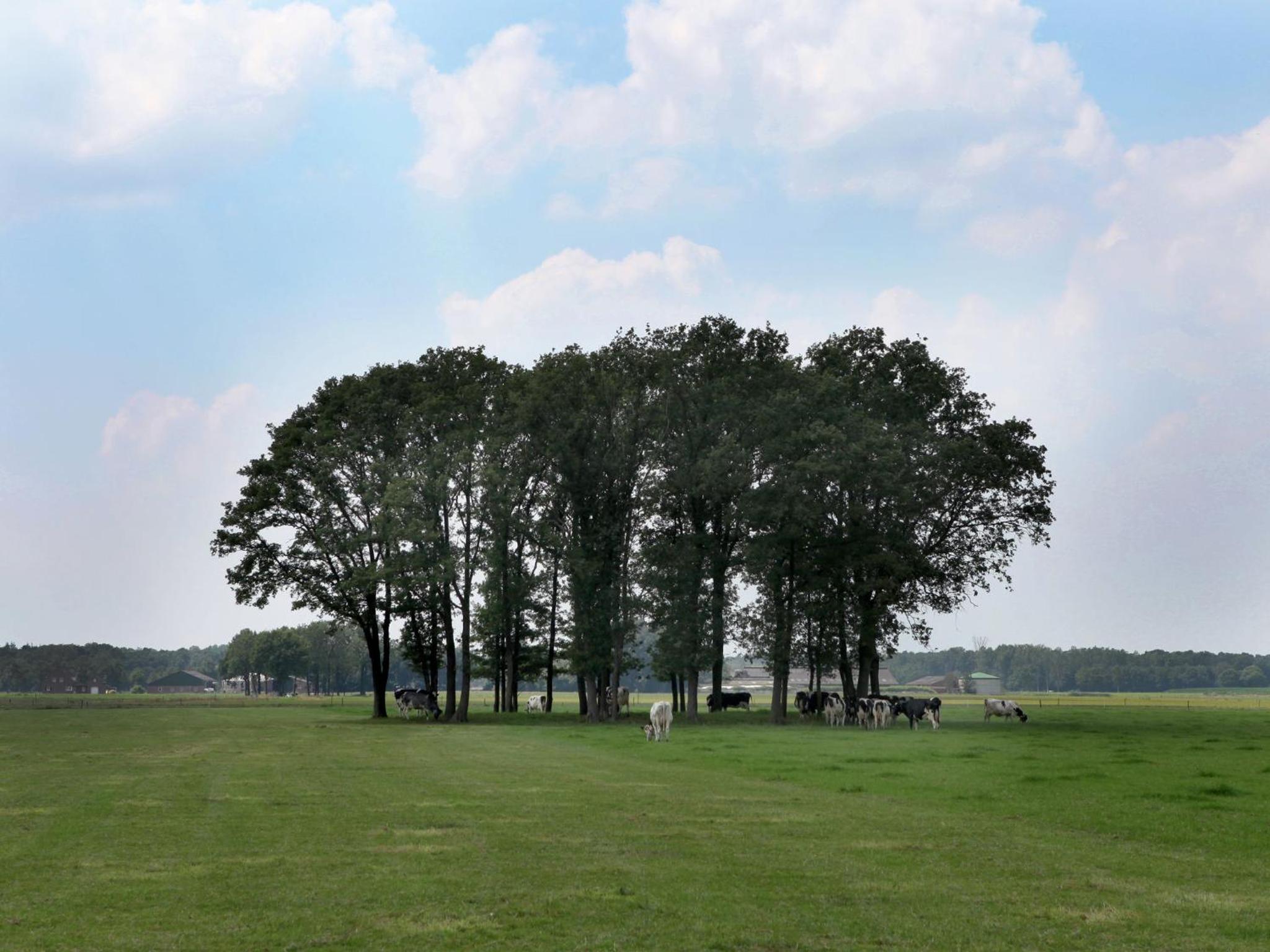 Farmhouse in Ulicoten near Forest Trails view 5