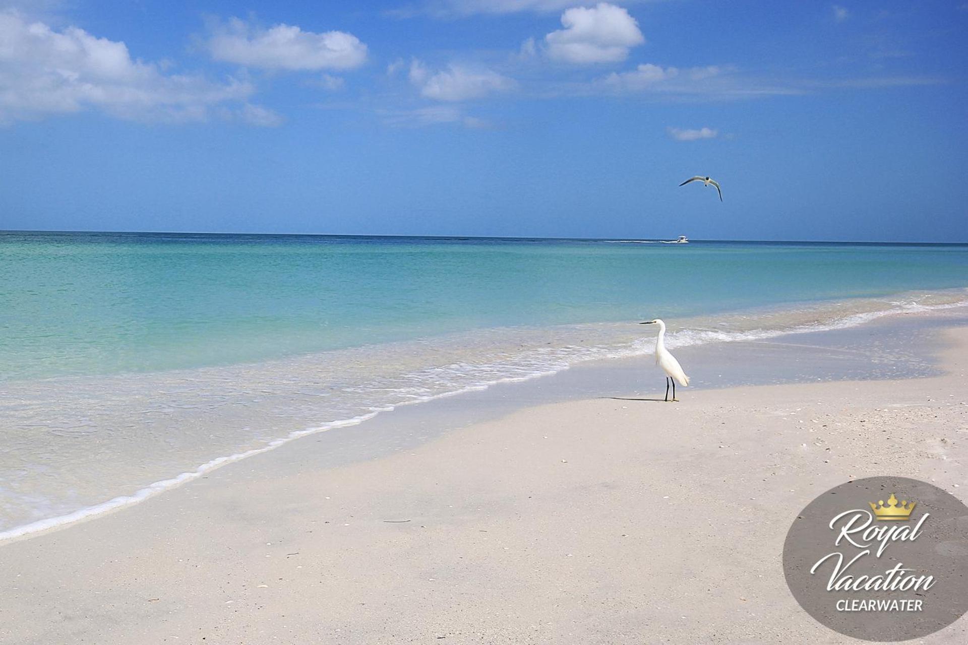 Royal Tropical at Avalon Clearwater - Pool & Free Parking - 10 Min Drive to Clearwater Beach view 5