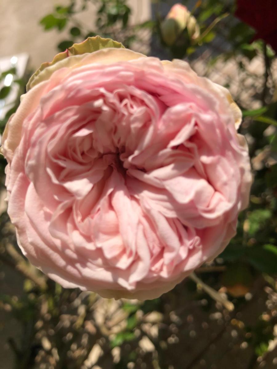 Le Chai De La Rose SPA et Séances Bien être, photo 41