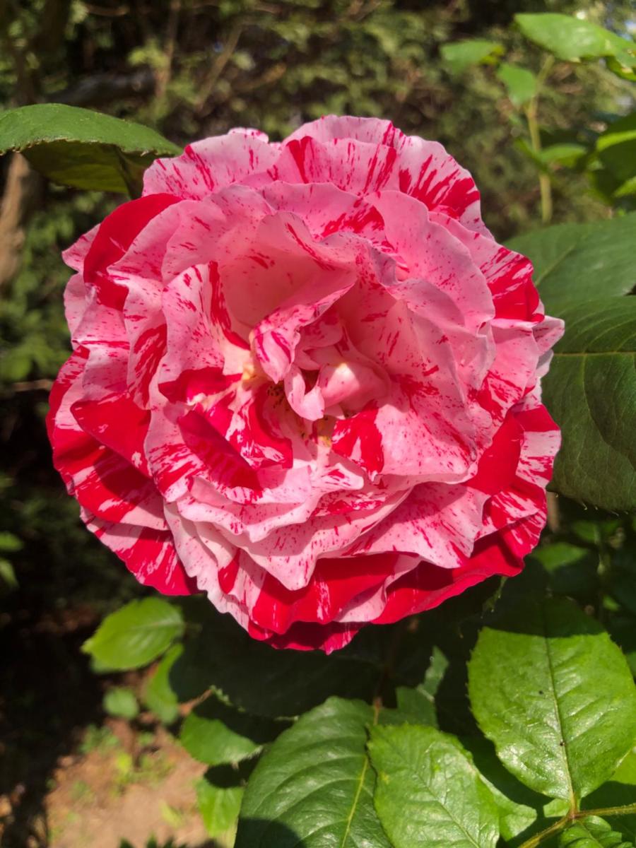Le Chai De La Rose SPA et Séances Bien être, photo 43