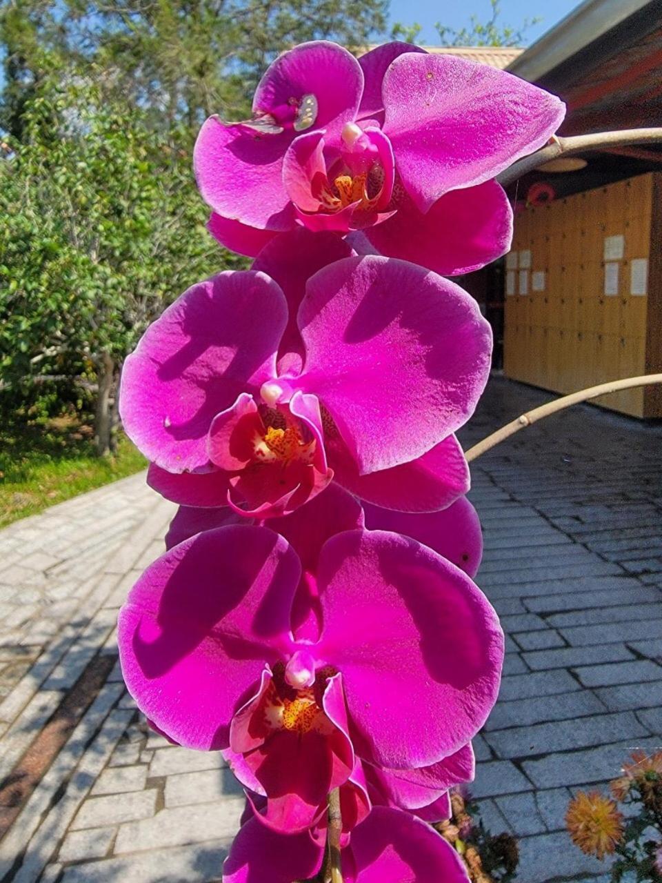 YingChia SPA Homestay