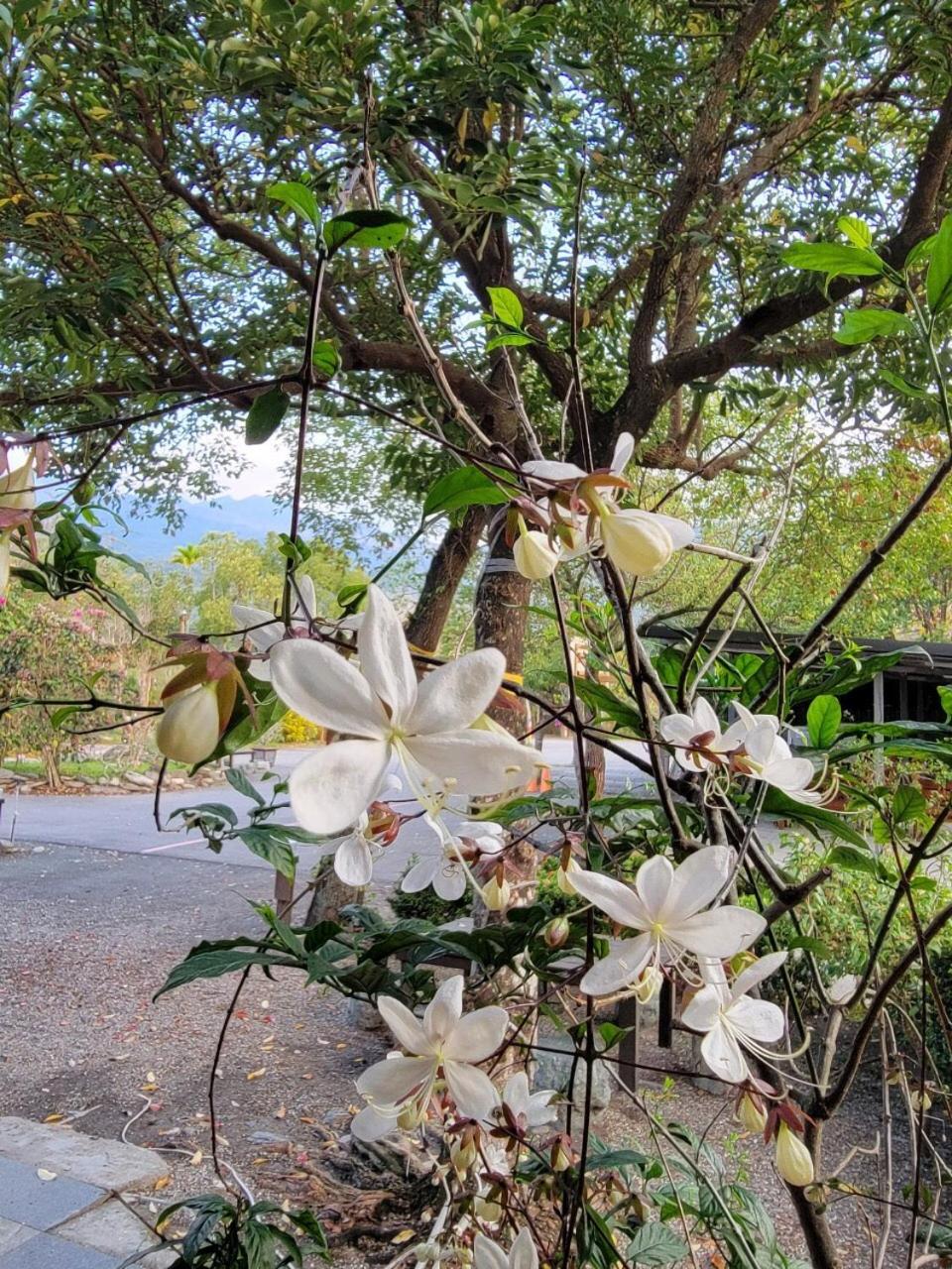 YingChia SPA Homestay