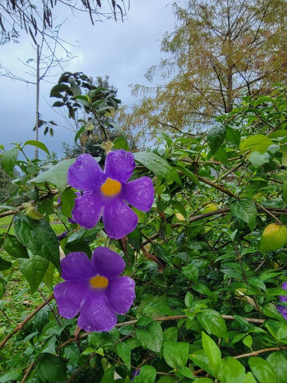 YingChia SPA Homestay
