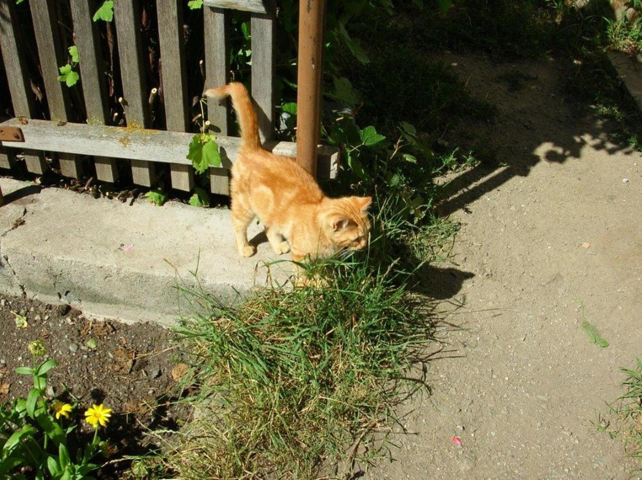 Photo 30