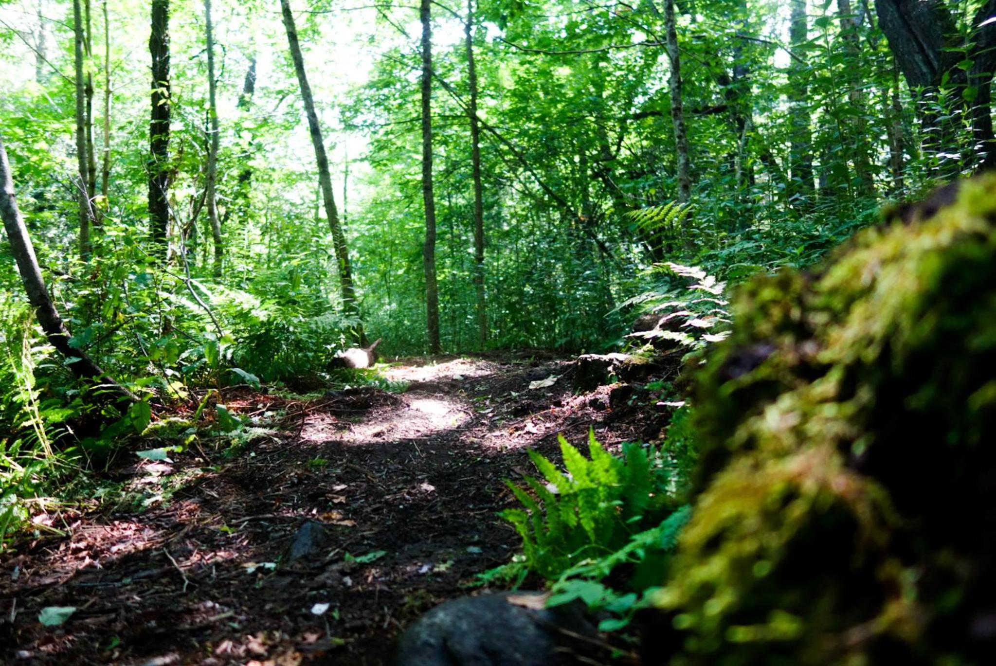 Boisé Rivière