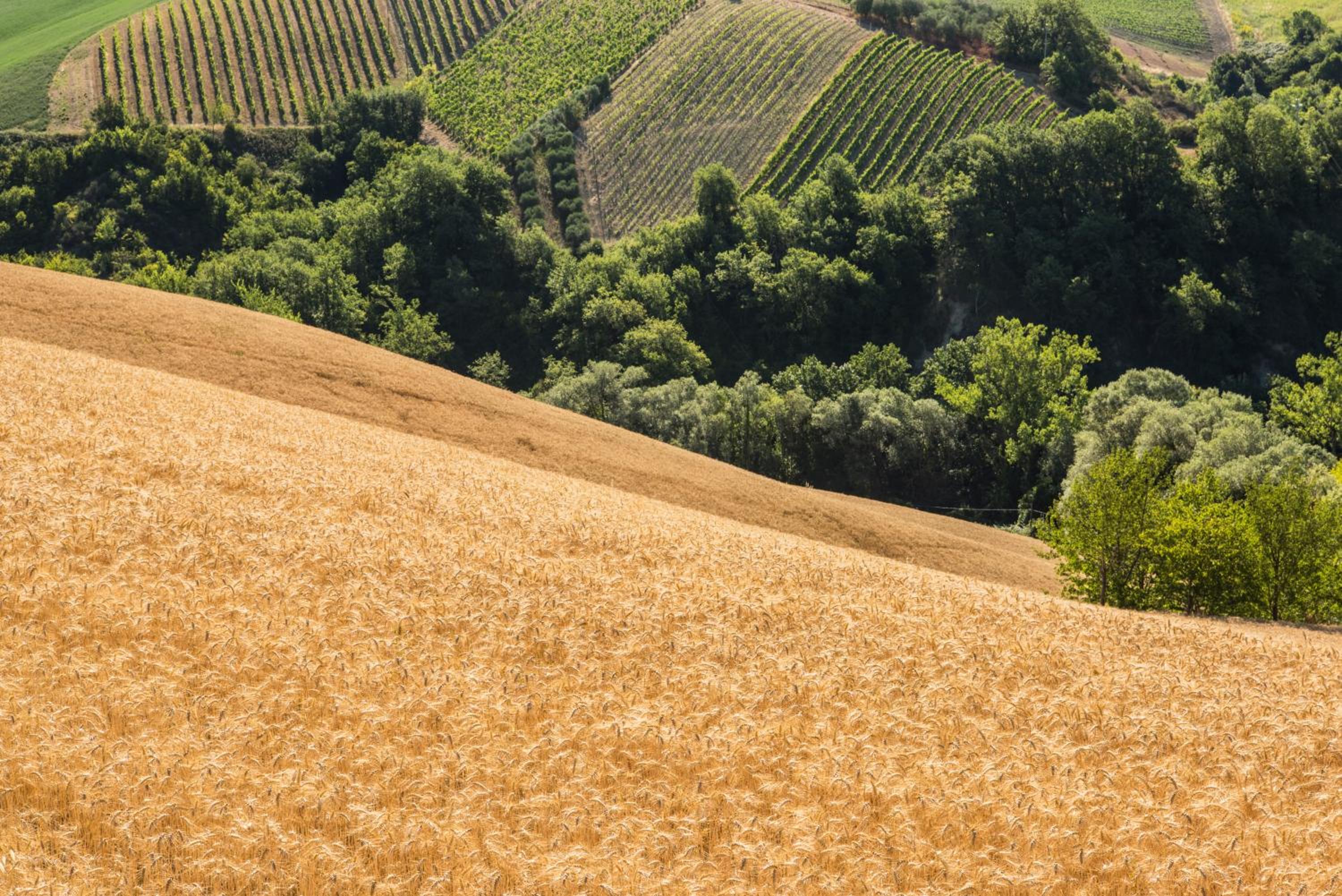 Relais Cocci Grifoni - Panoramic Wine Resort