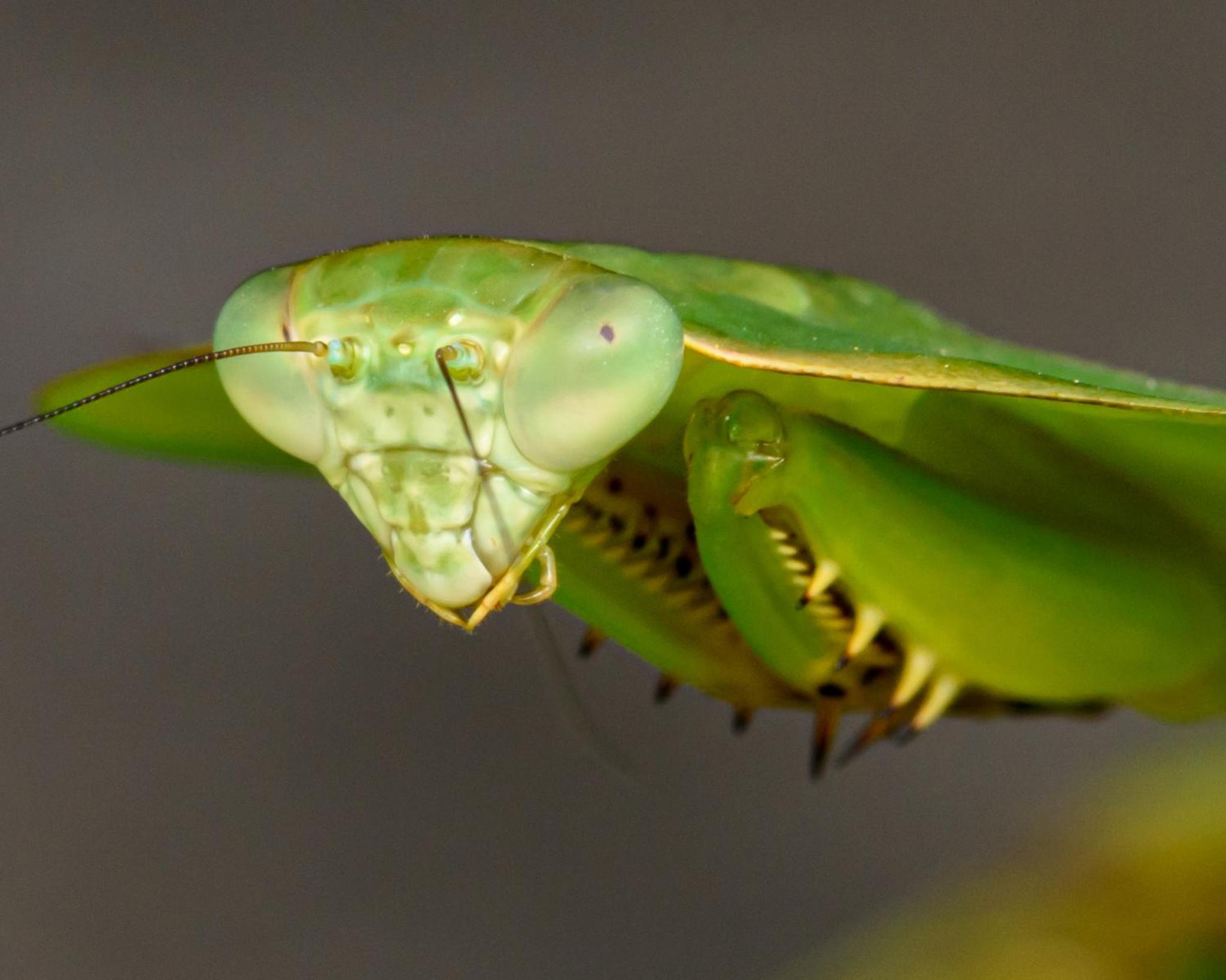 Kuyana Amazon Lodge