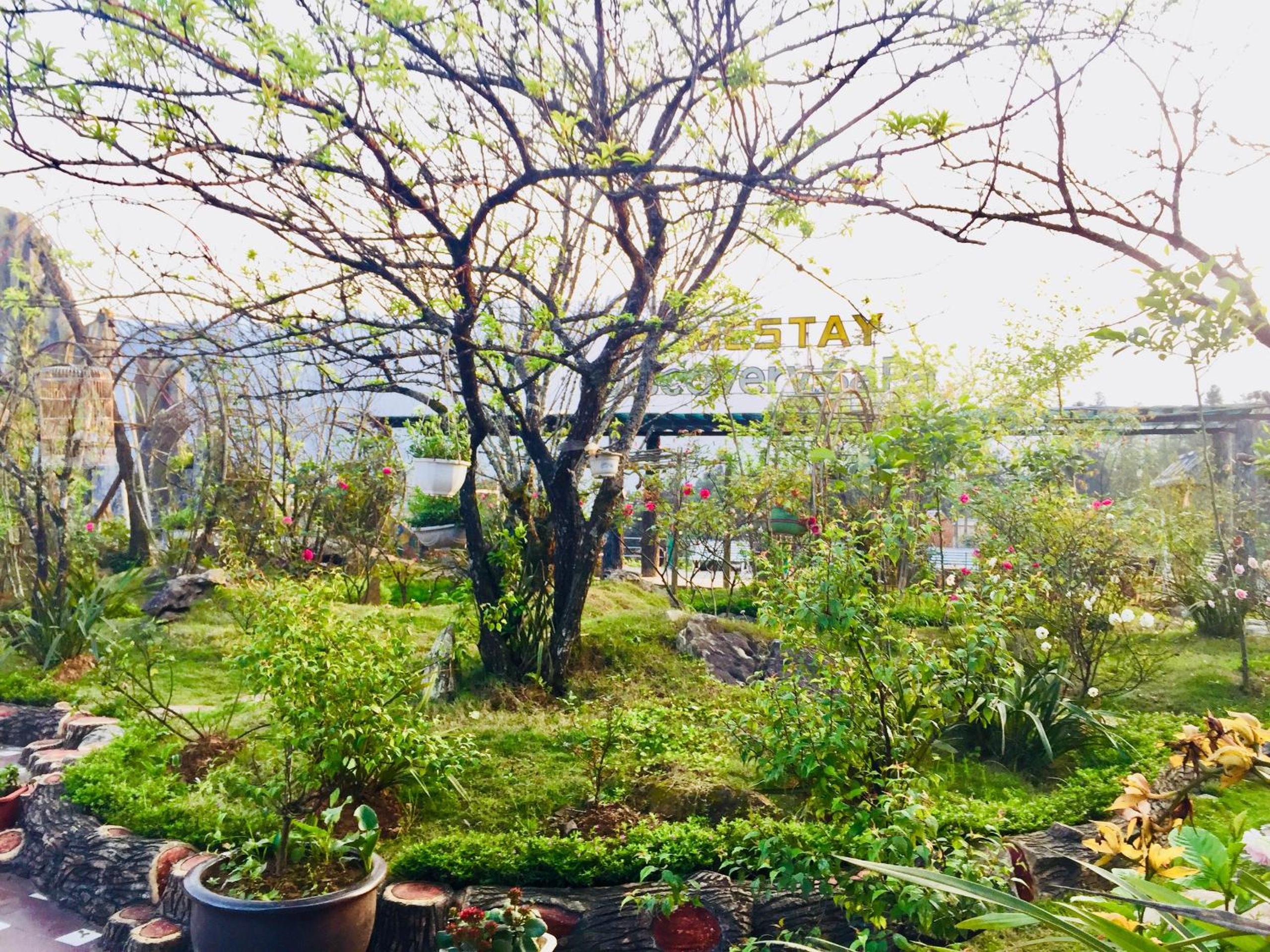 Homestay Discovery Sapa