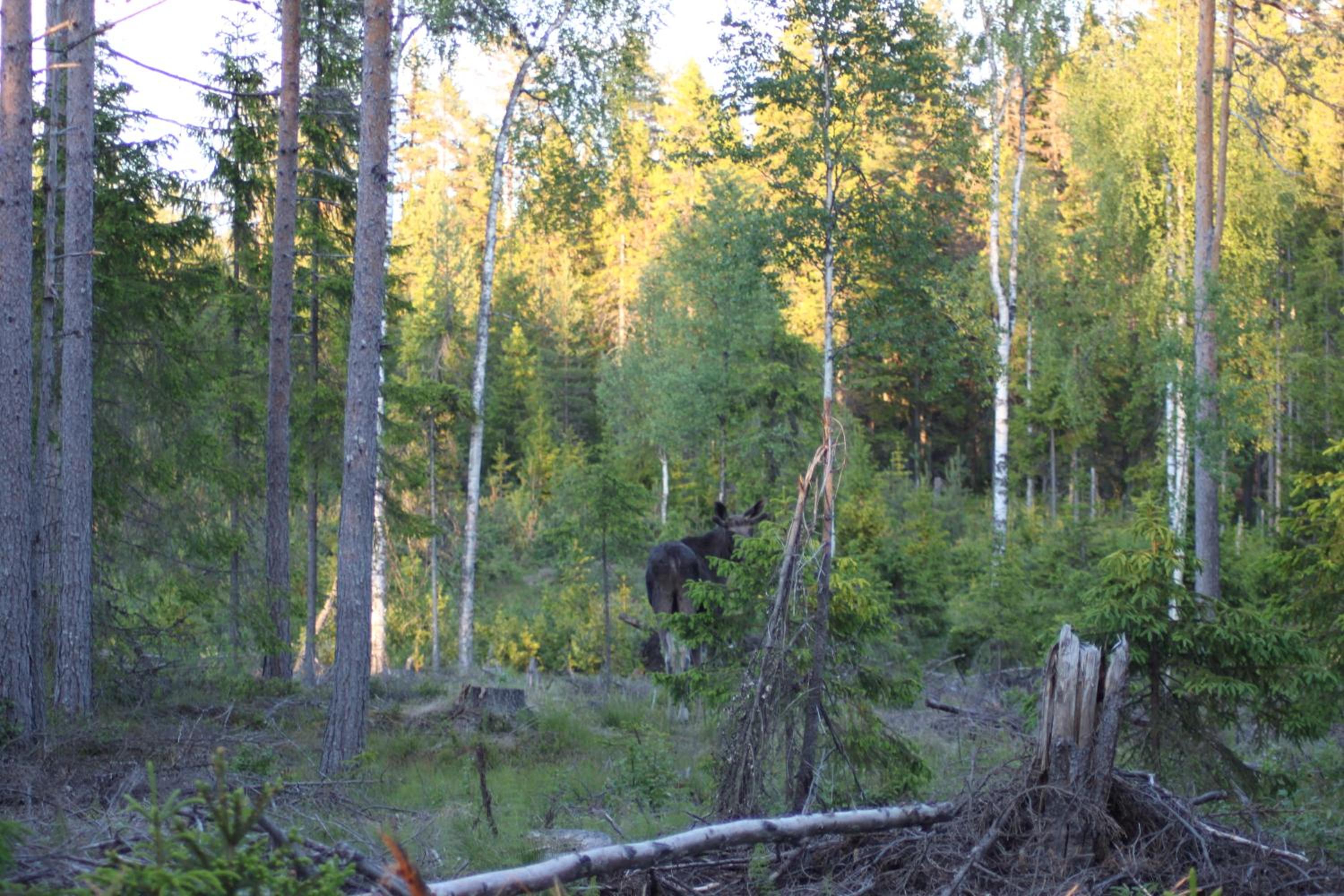 Photo 49