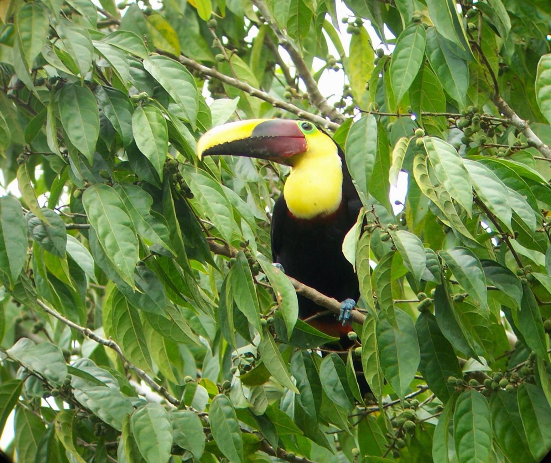 Casa Horizontes Corcovado