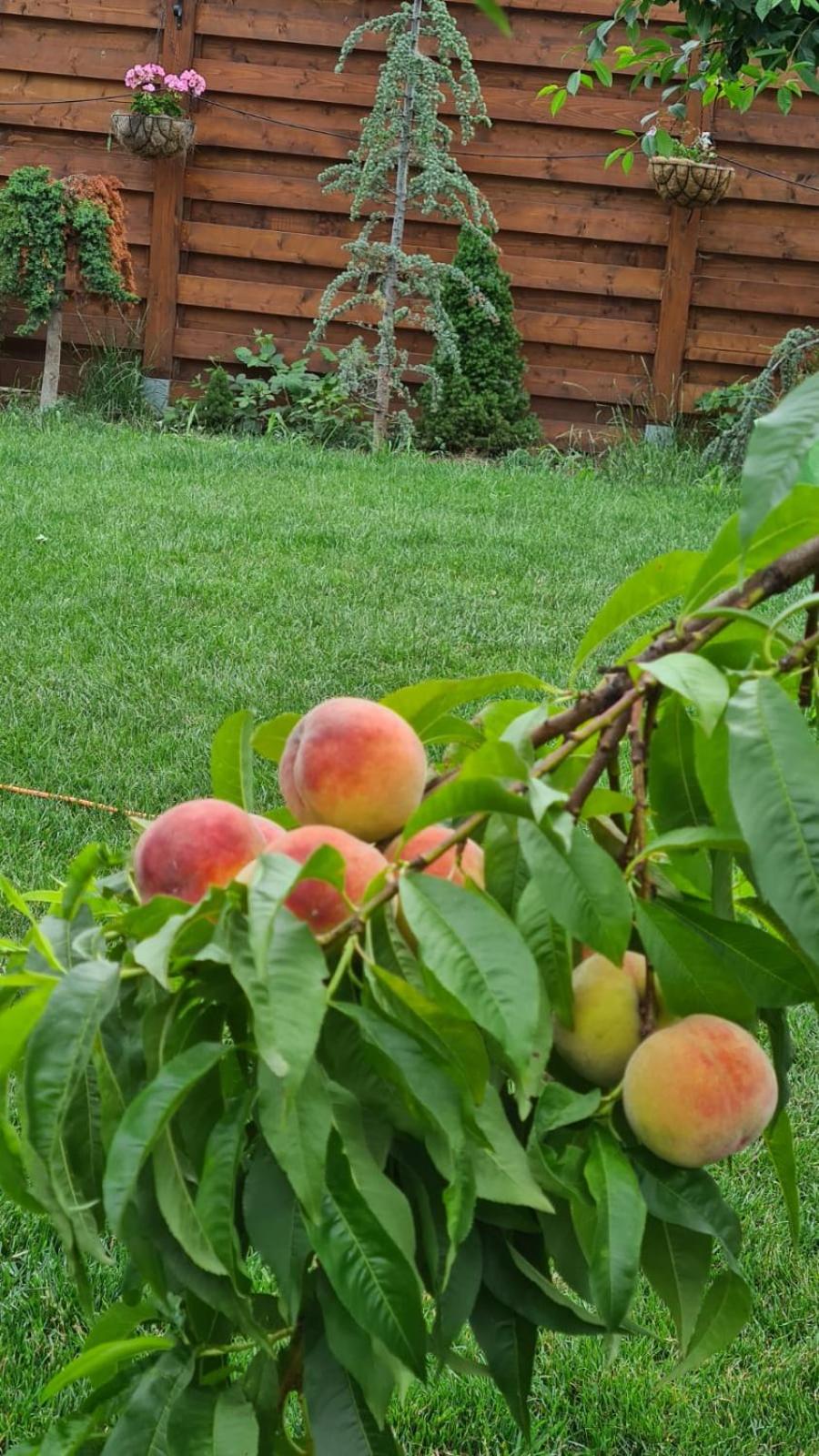 Photo 45