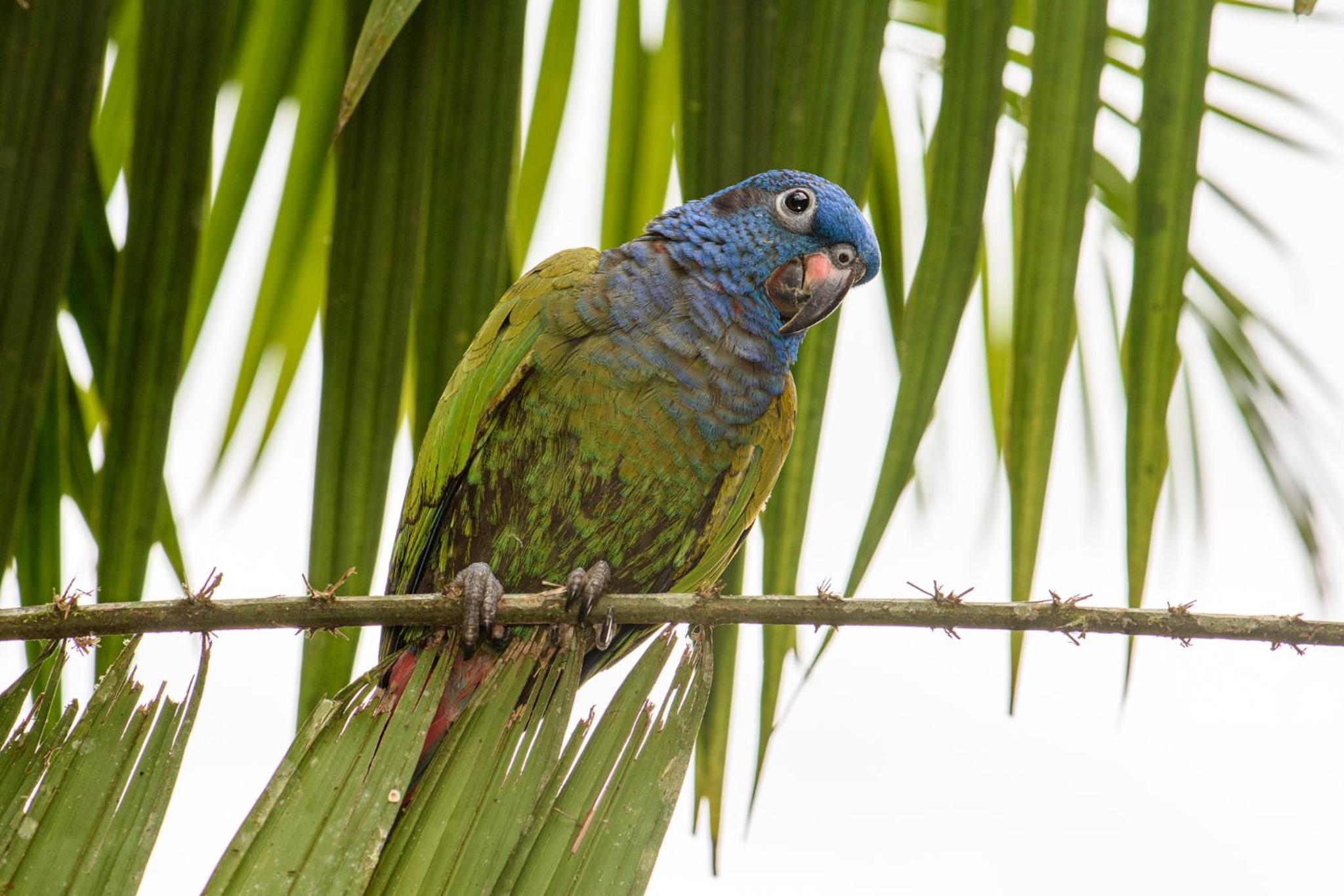 Kuyana Amazon Lodge