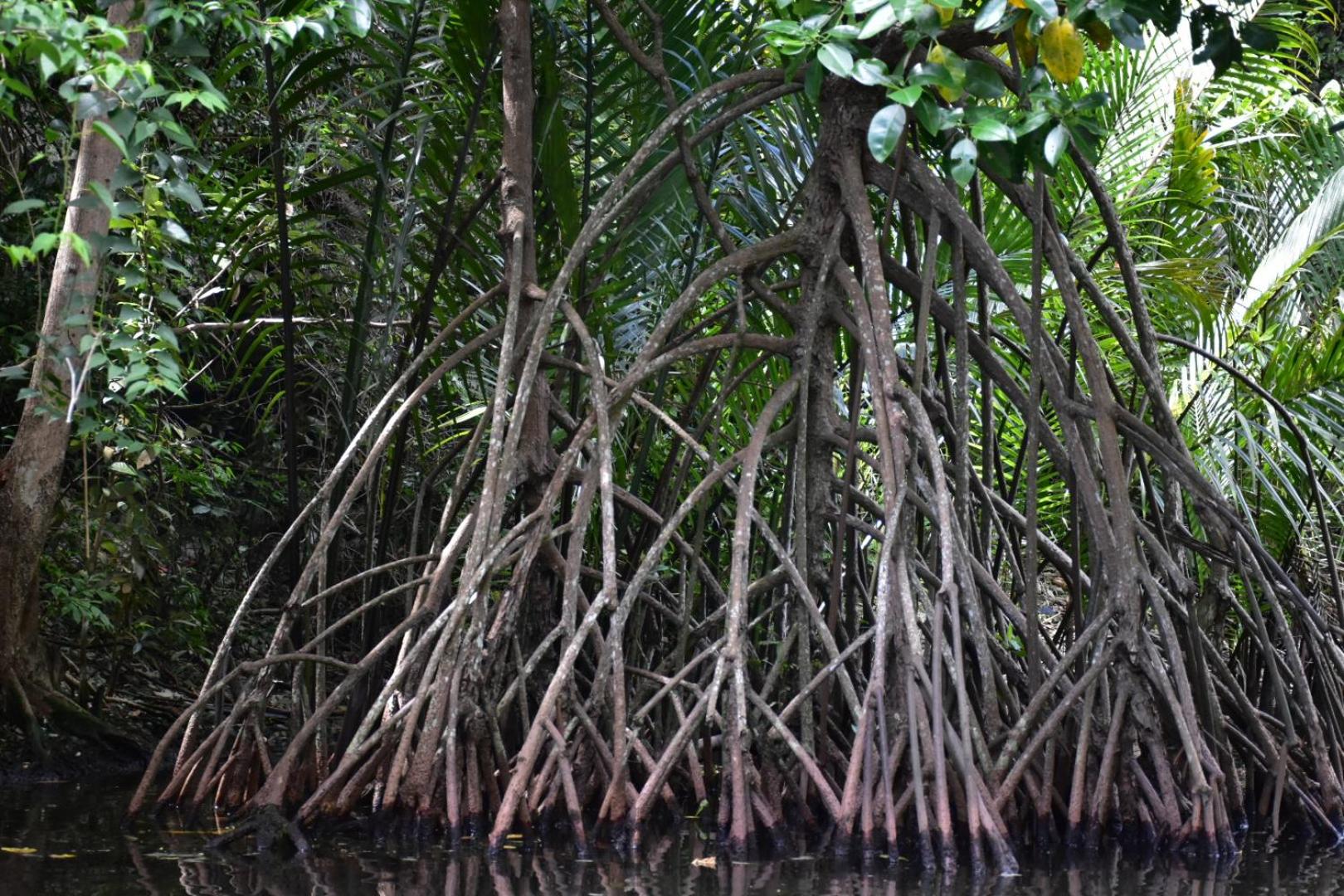 Kampoeng Karst Rammang Rammang