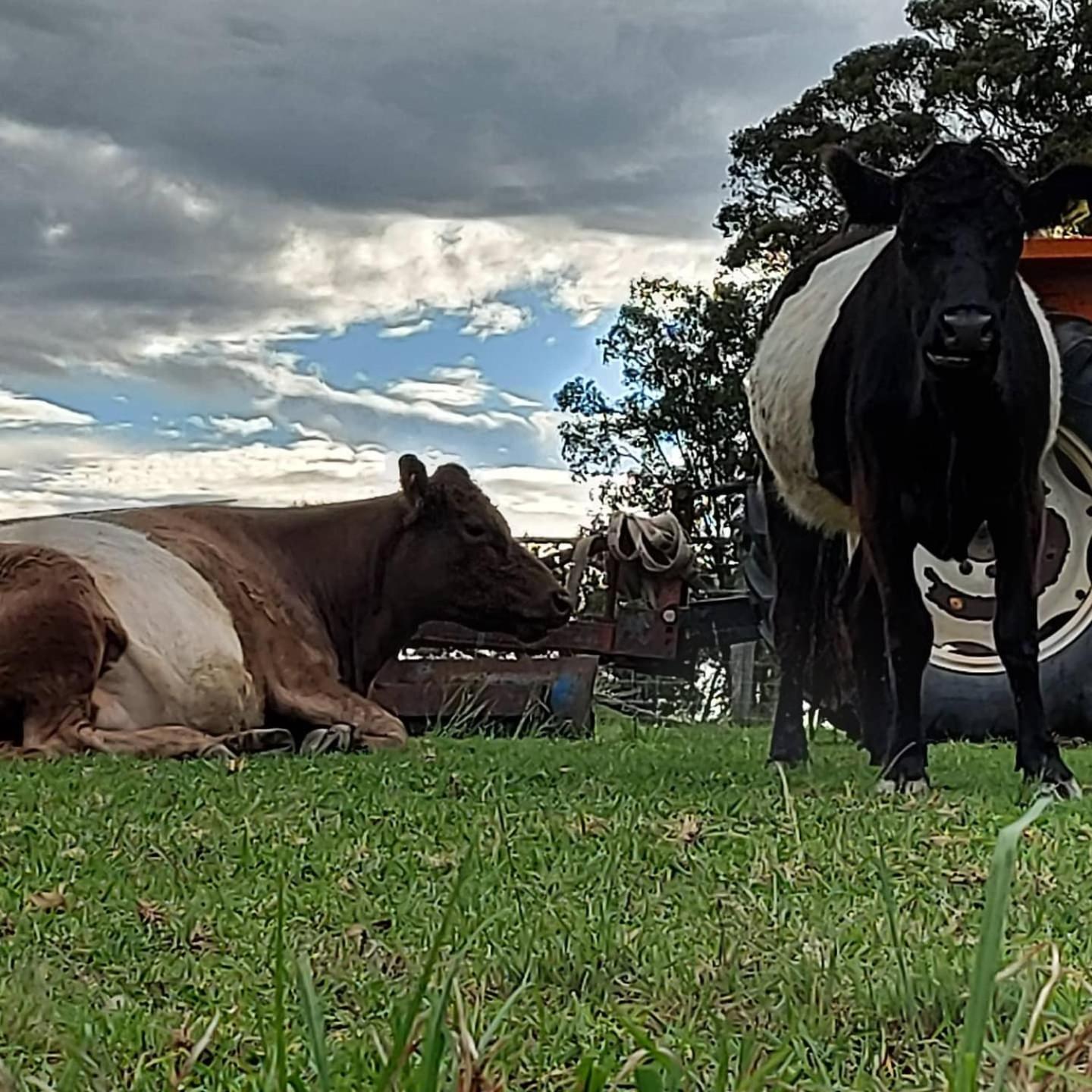 Straw House Farm - STANTHORPE