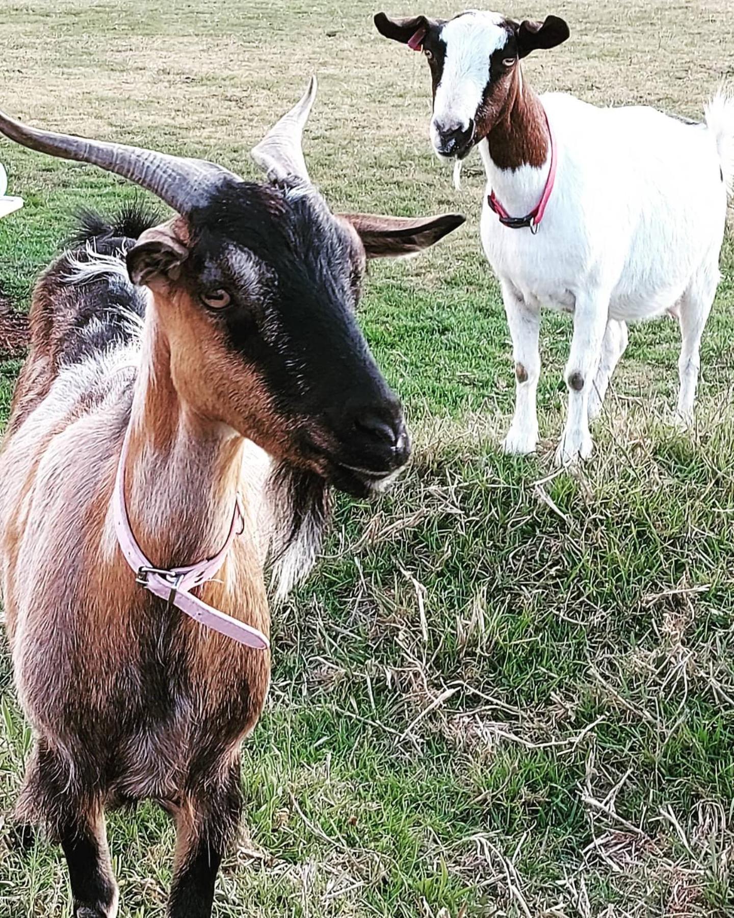 Straw House Farm - STANTHORPE