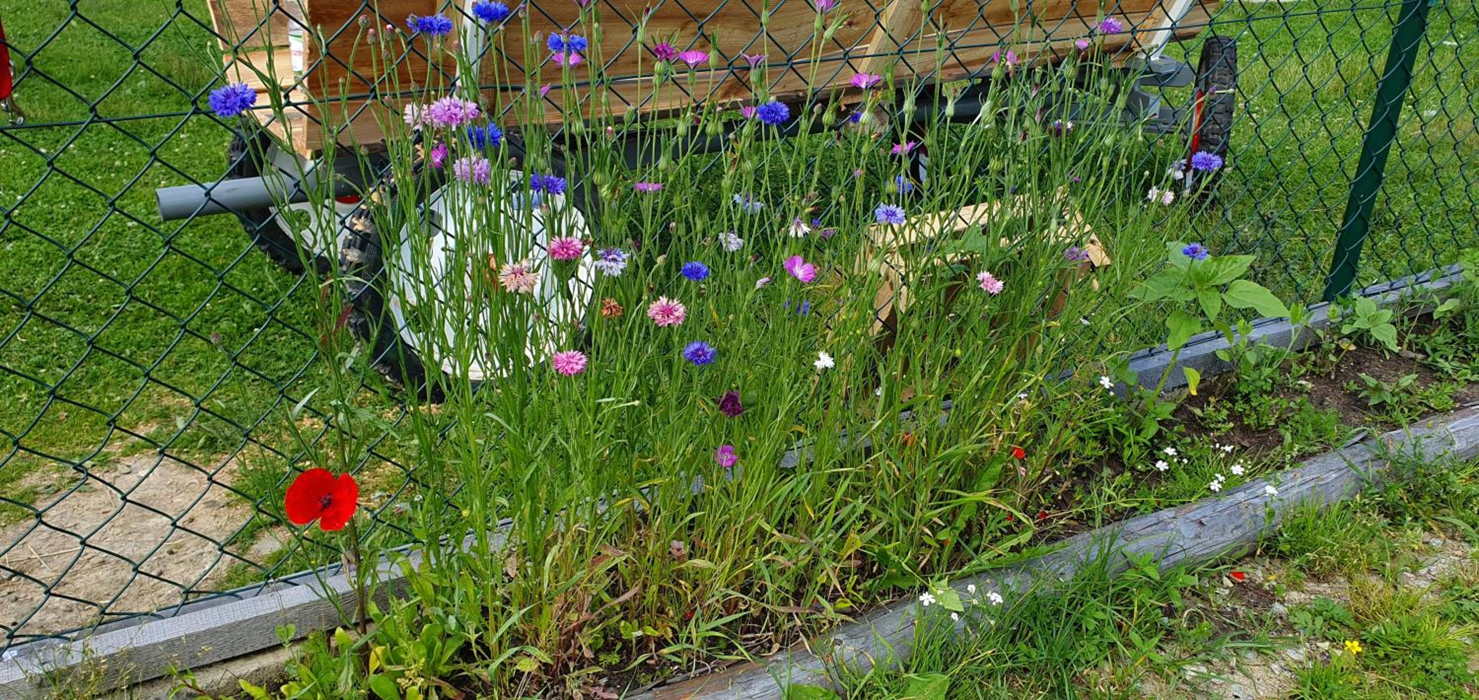 Photo 21