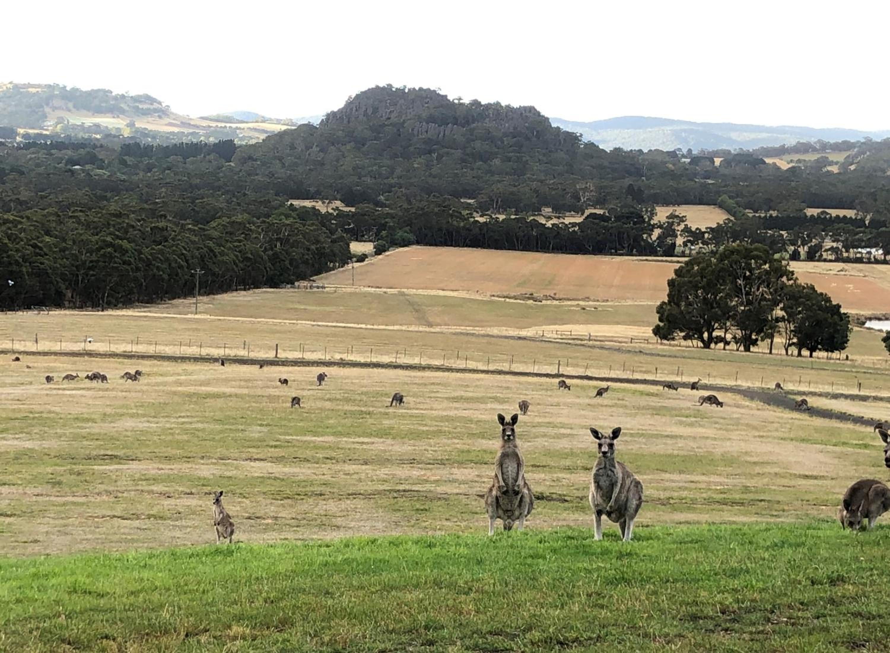 Hanging Rock Views