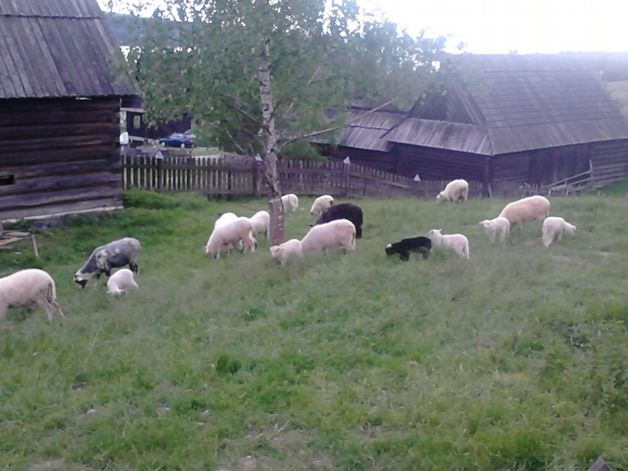 Photo 75