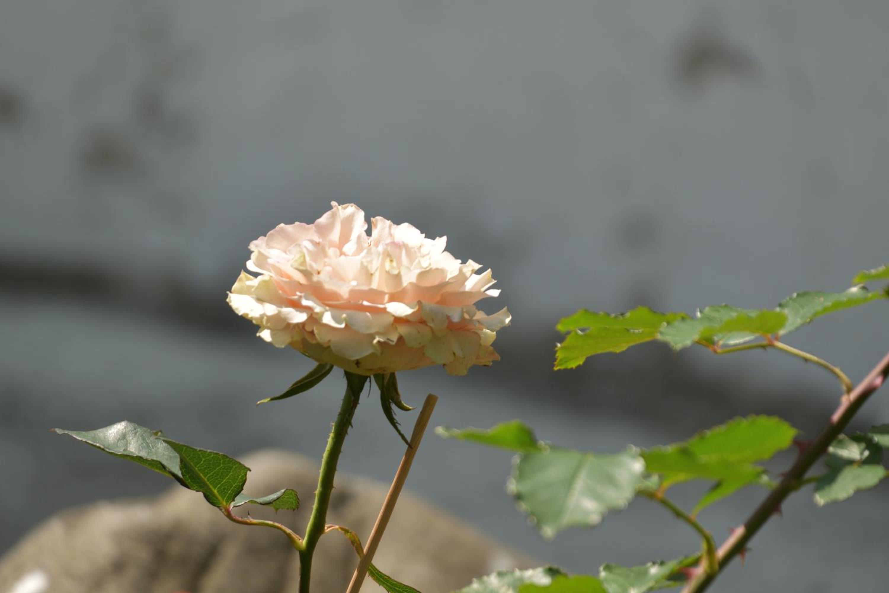 Taitung Linyuan B&B