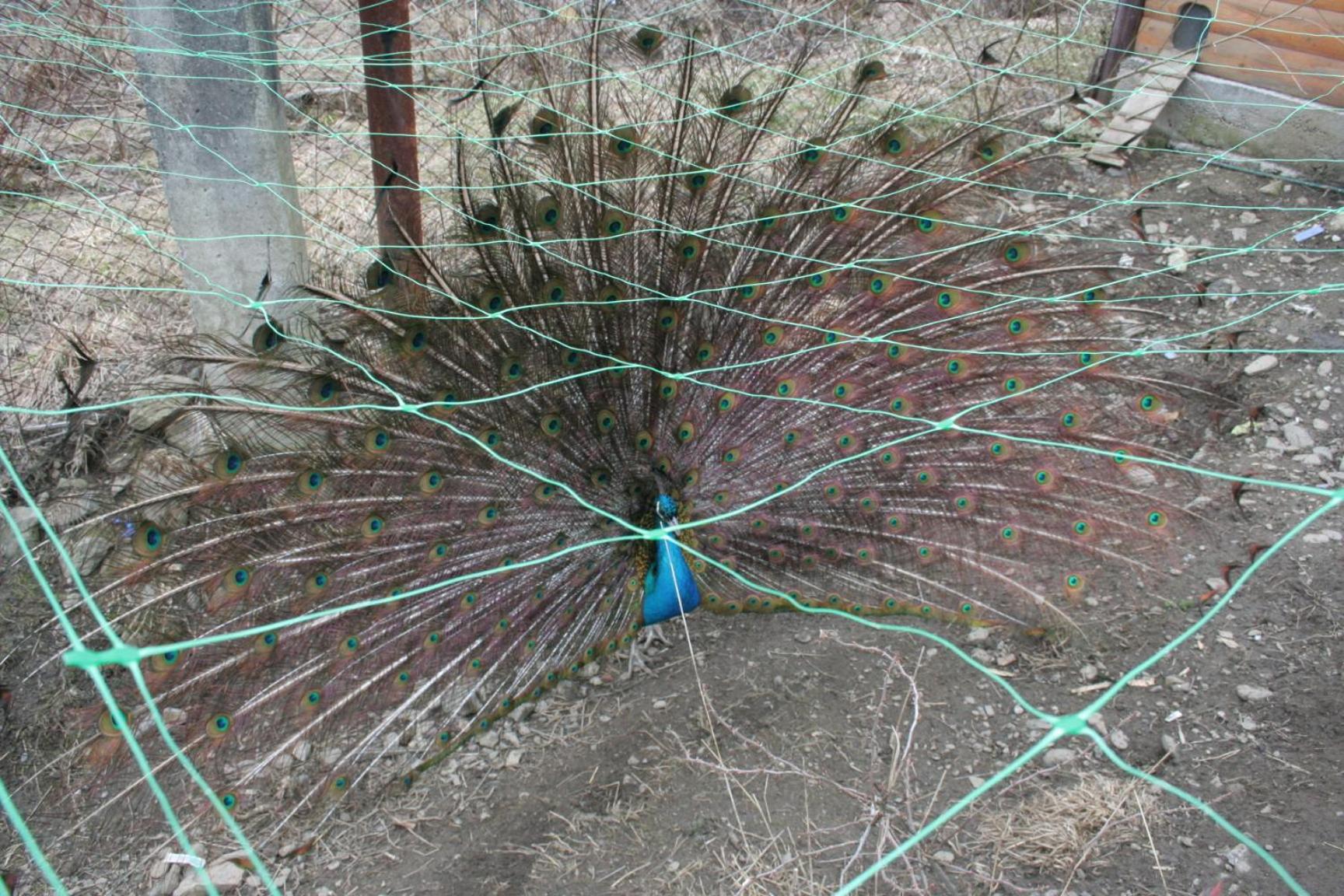 Photo 20