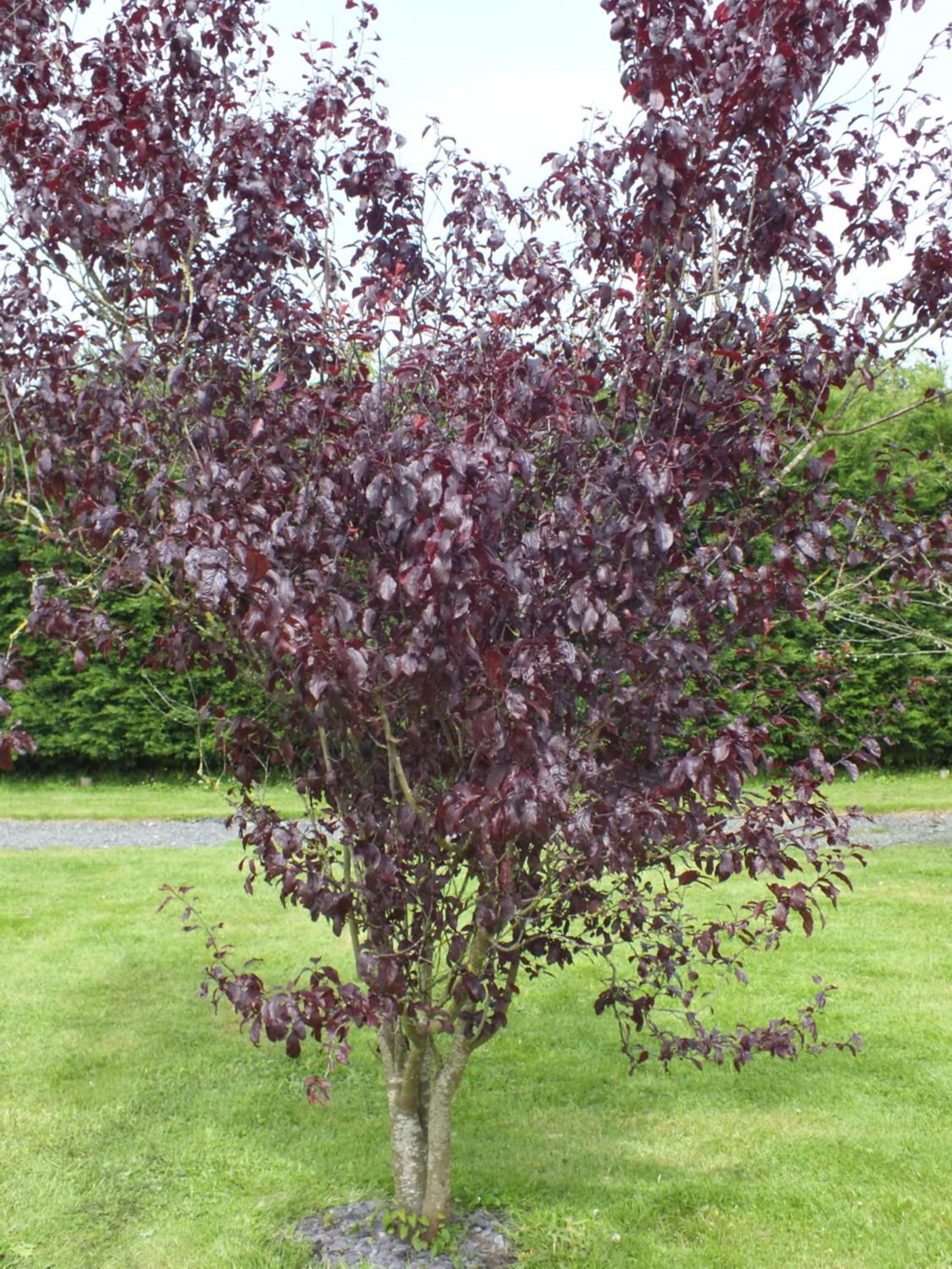 Photo 38