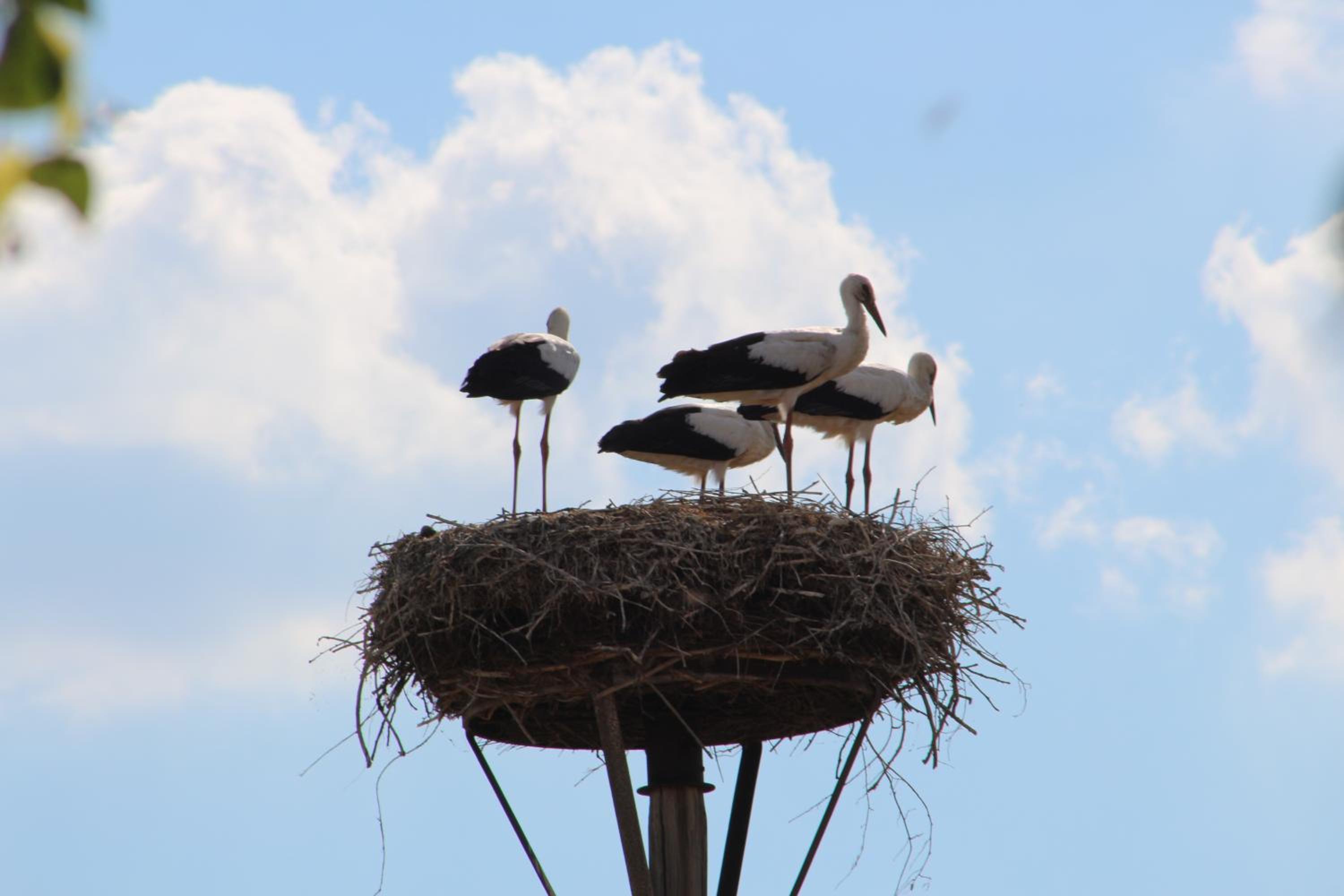 Am Storchennest en Damnatz — other