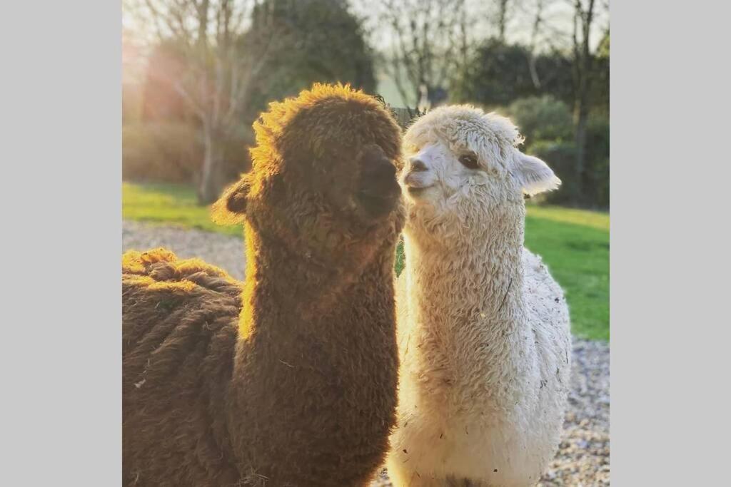 Alpaca Lodge