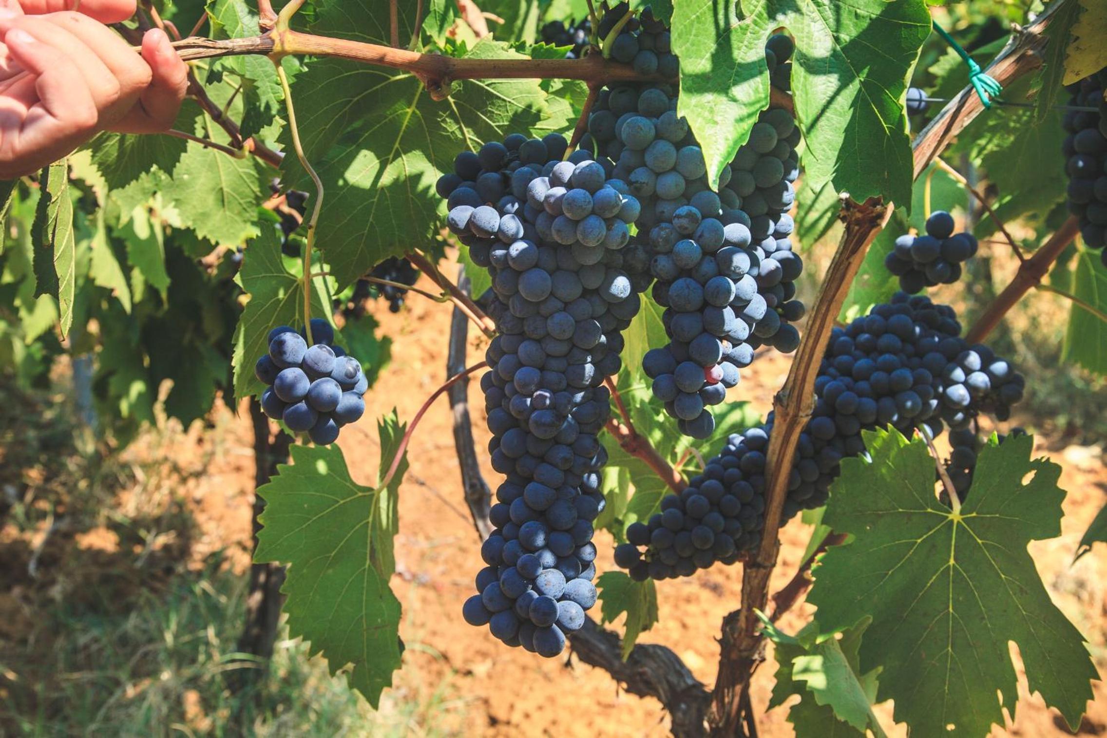 Case Vacanza Podere Risoino en Poggibonsi