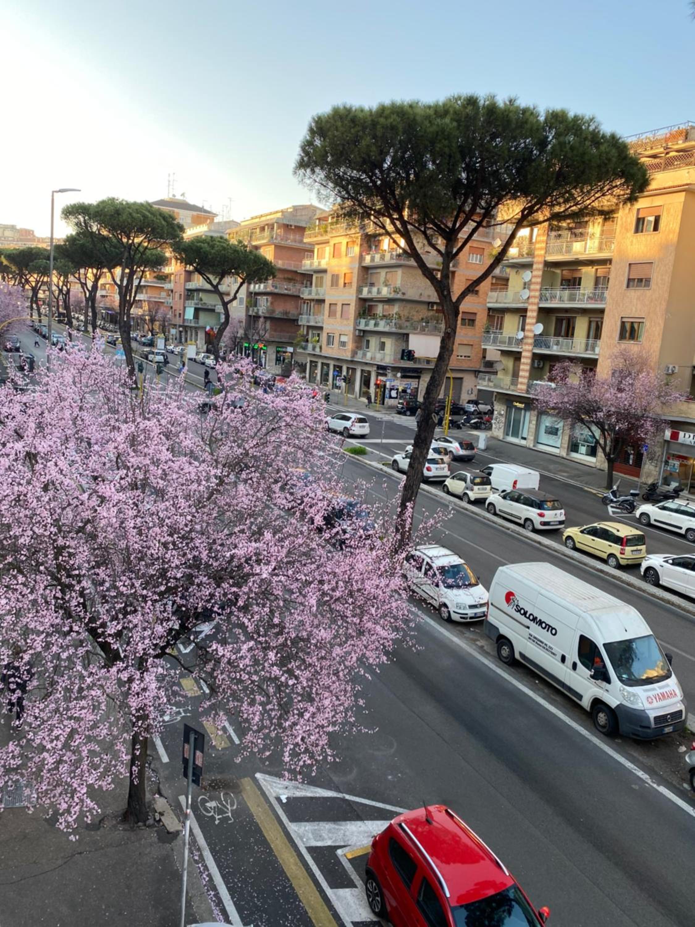 Domum Vaticani