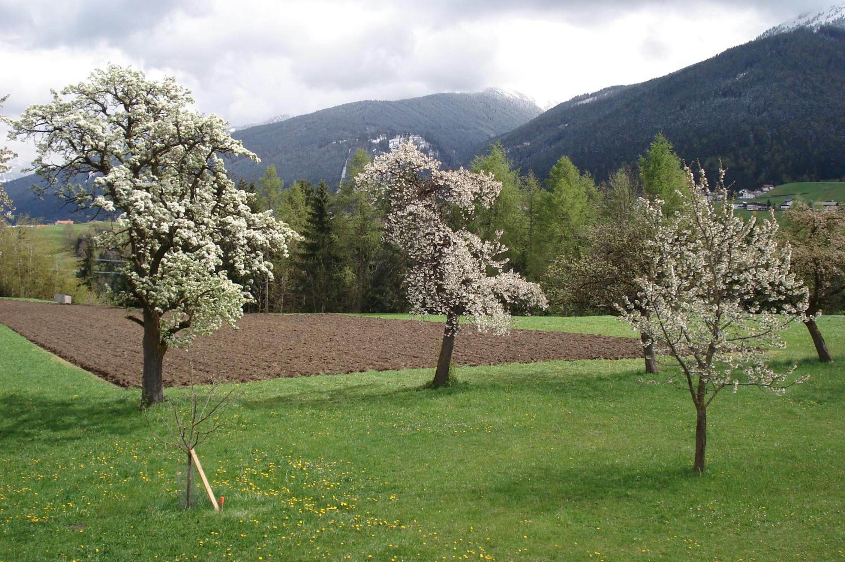 Ferienwohnungen Simon - Hauserhof