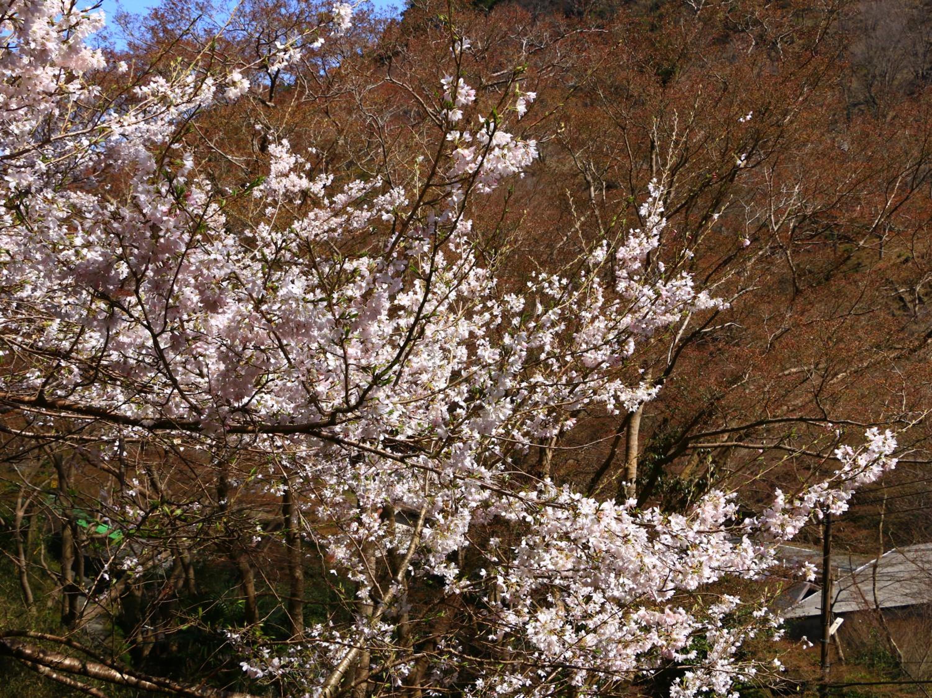 Miyoshino Sakuraan
