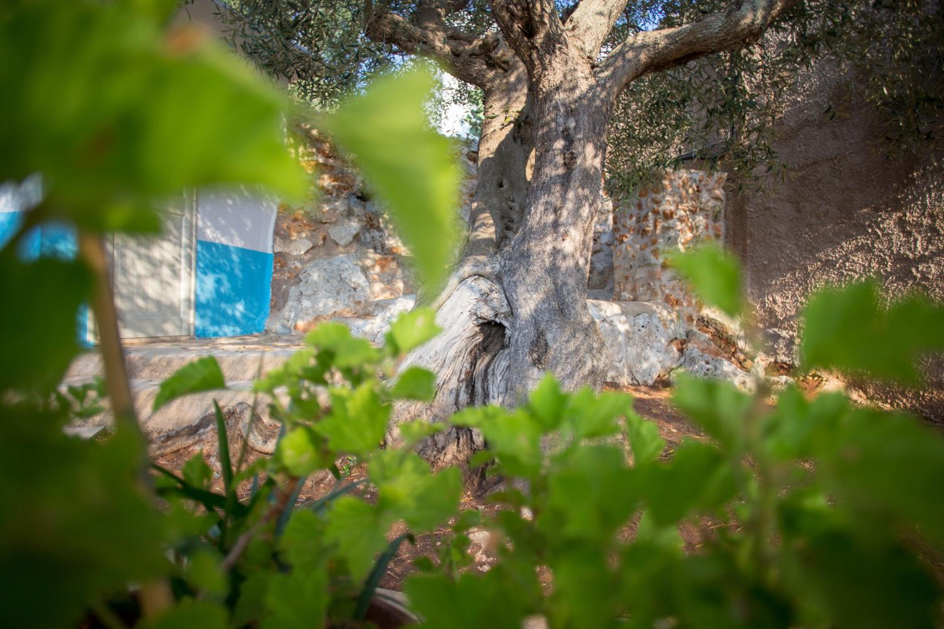 Dimora ideale SALENTO3 per coppia vista mare mozzafiato immersa nel verde per gli amanti della tranquilità view 2