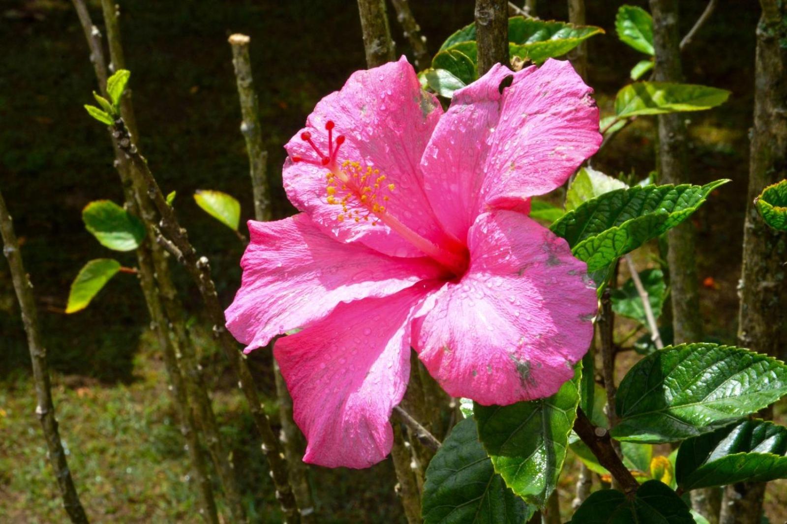 Photo 45