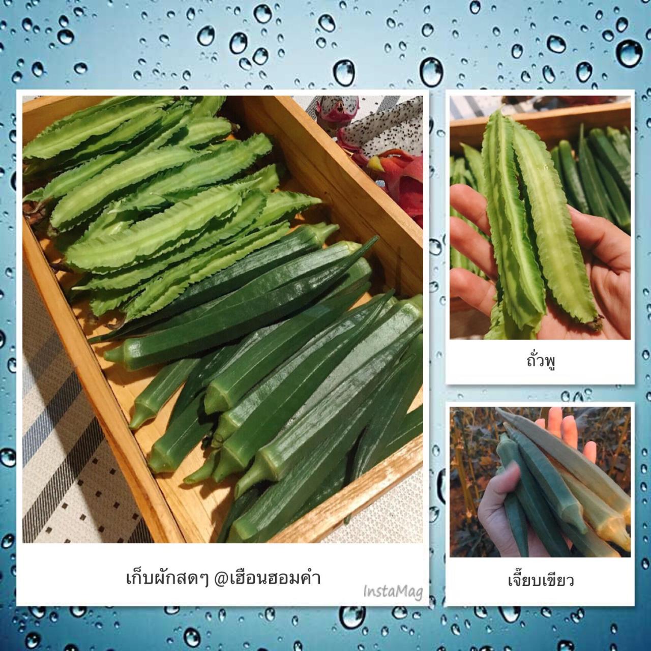 เฮือนฮอมคำโฮมสเตย์(Huanhomkham homestay)