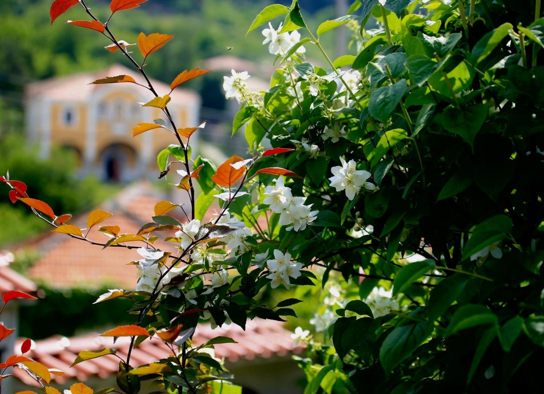 Iliikova House
