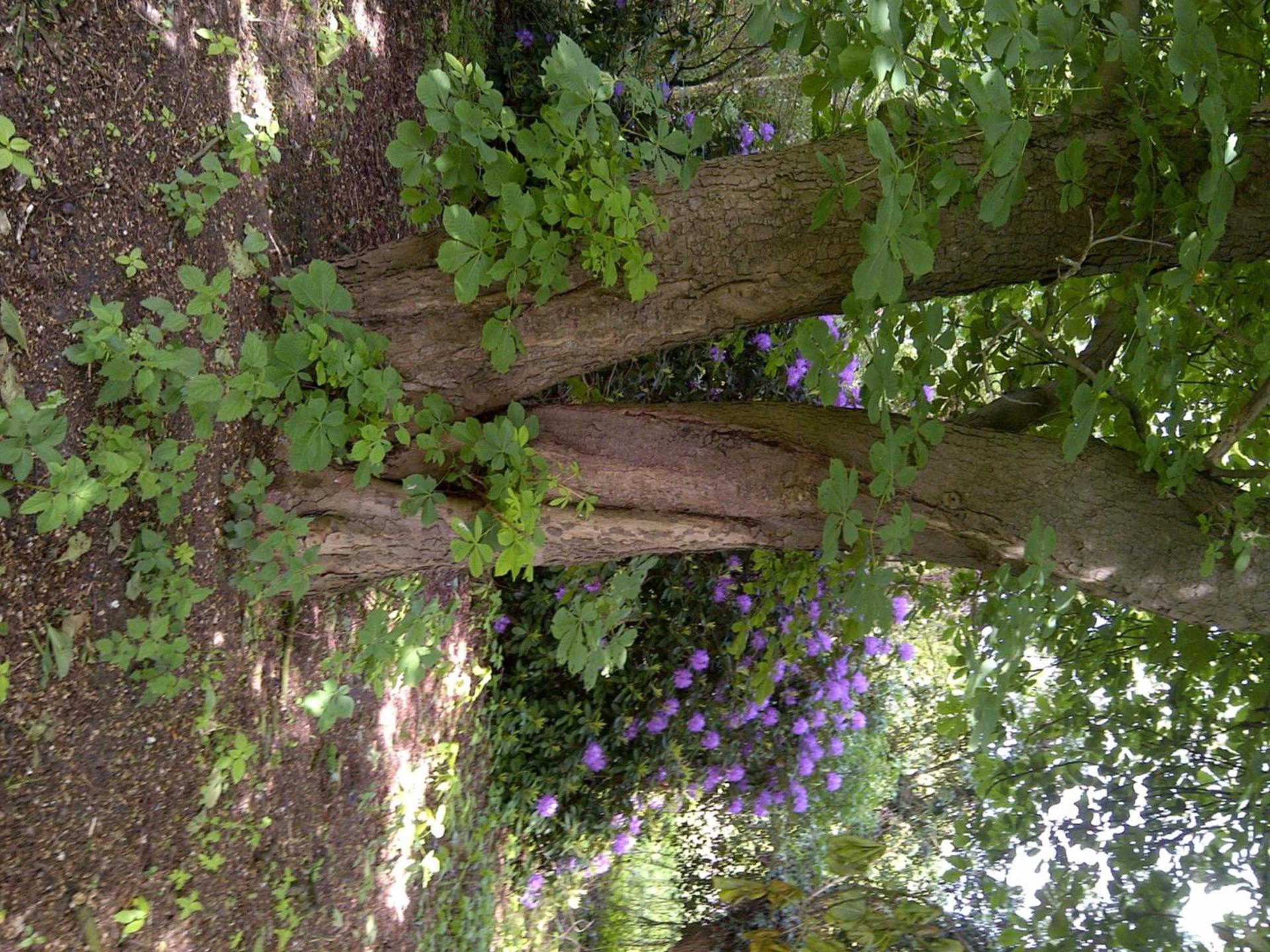 Buntes Moor