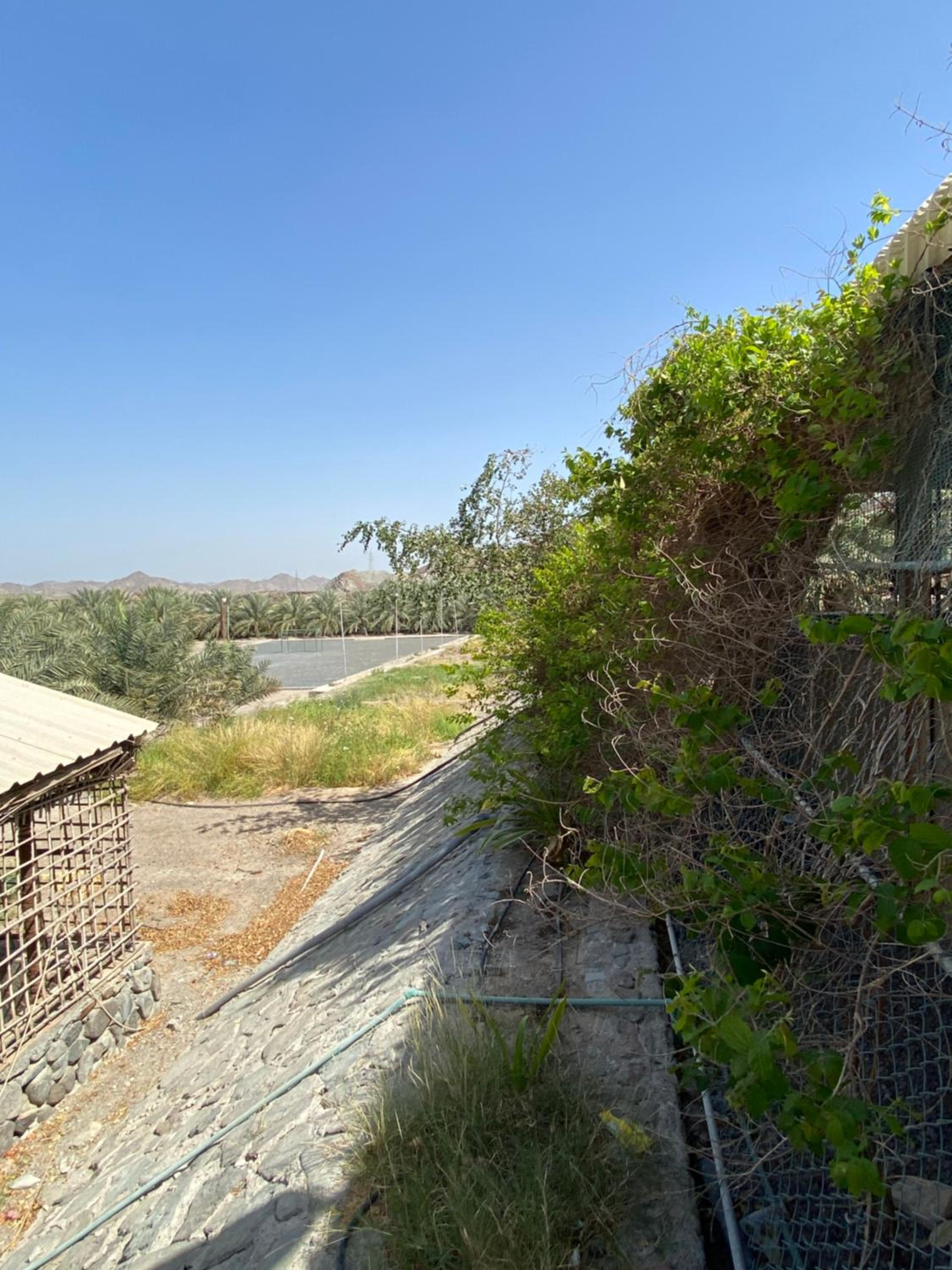 UAE farm