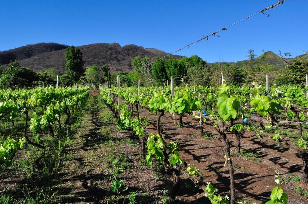 Finca Cielo Verde, photo 12