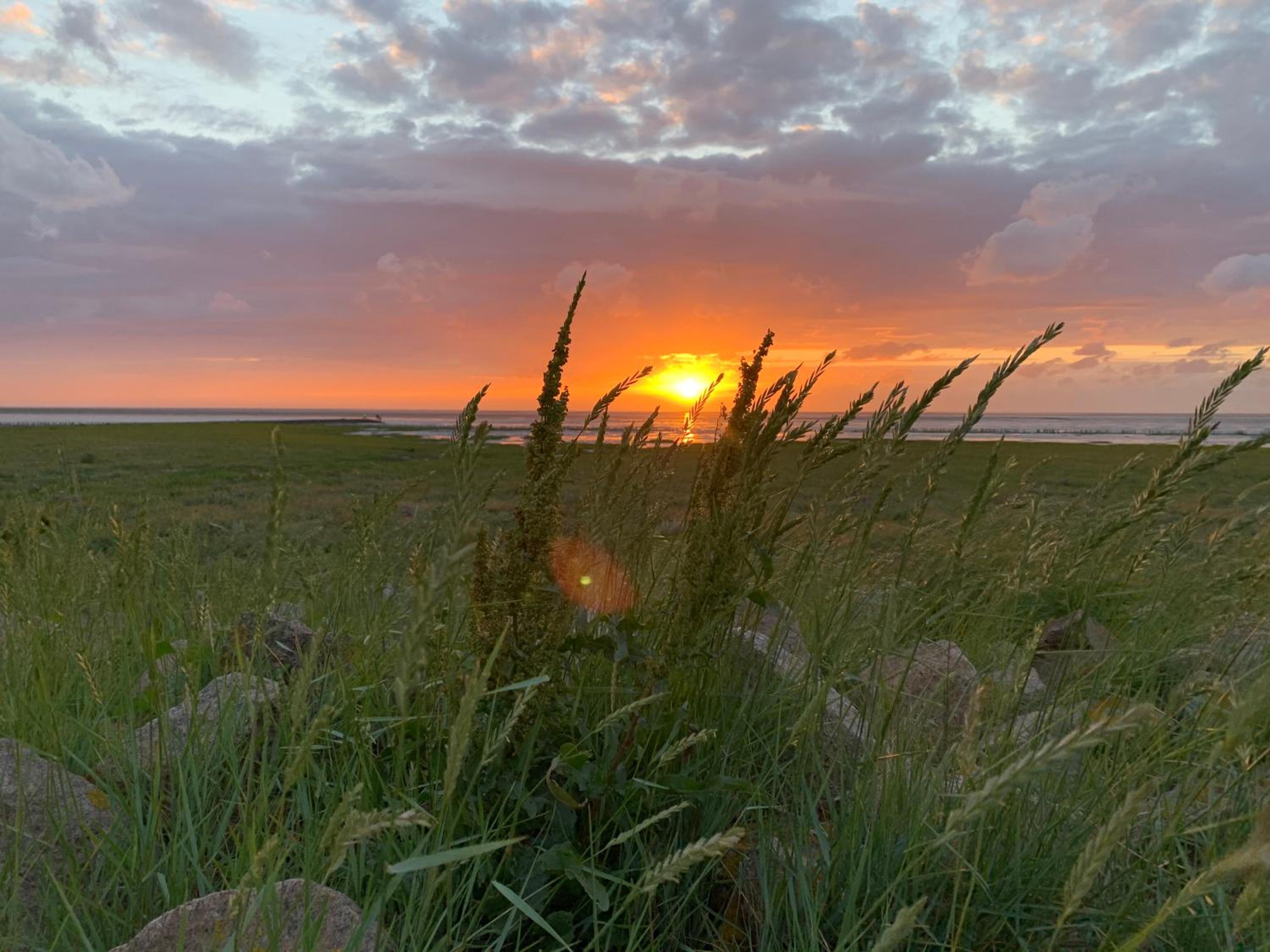 Grüne Düne Meerblick Friedrichskoog Spitze