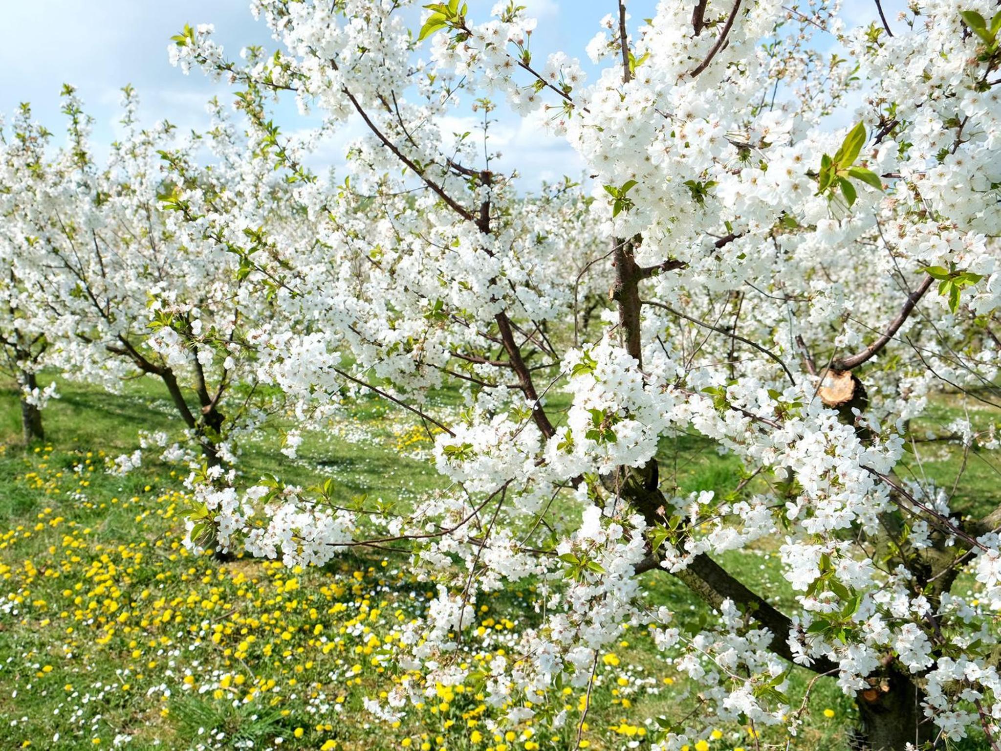 VILLA ORCHARD Frankfurt - Trade Fair Airport