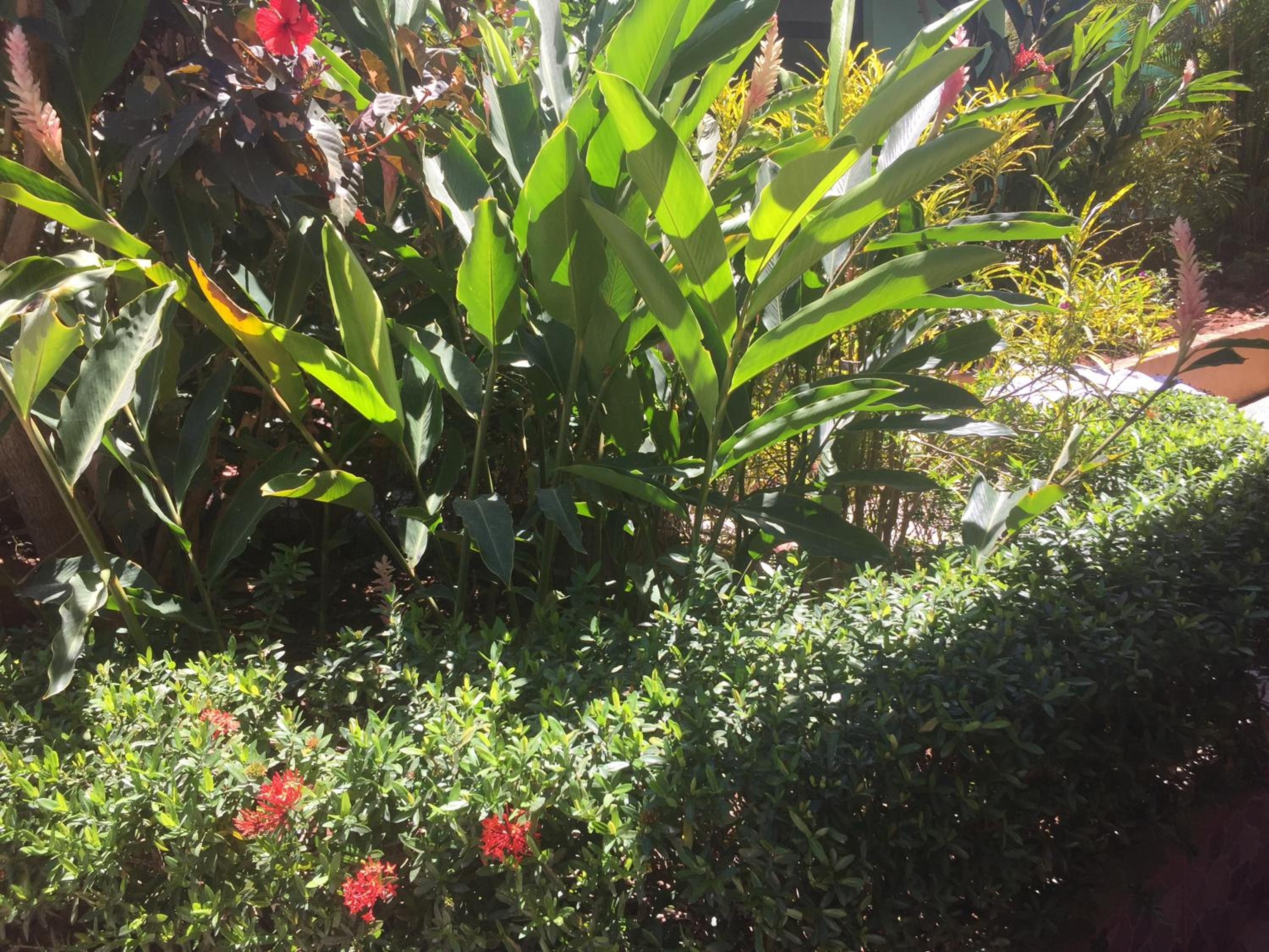 Villas Casa Carlos view 4