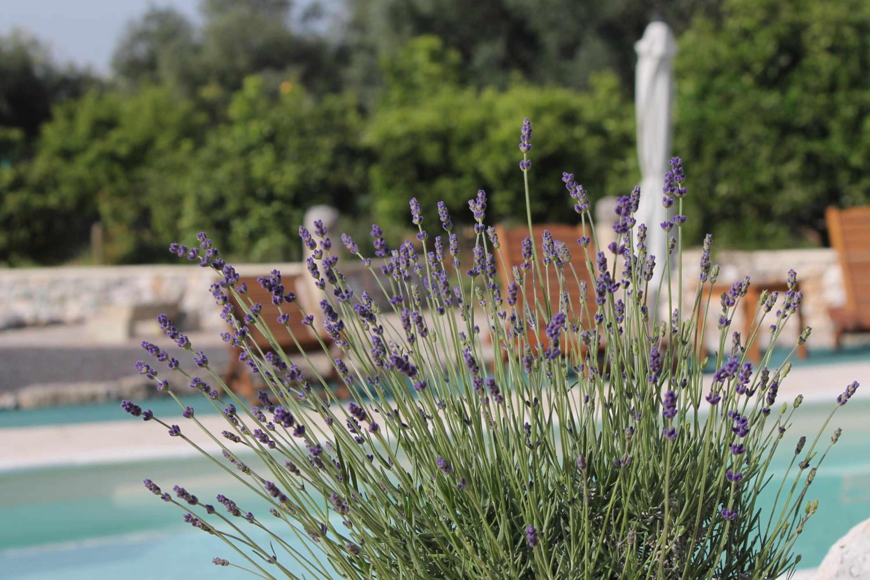 Agriturismo Masseria Saittole