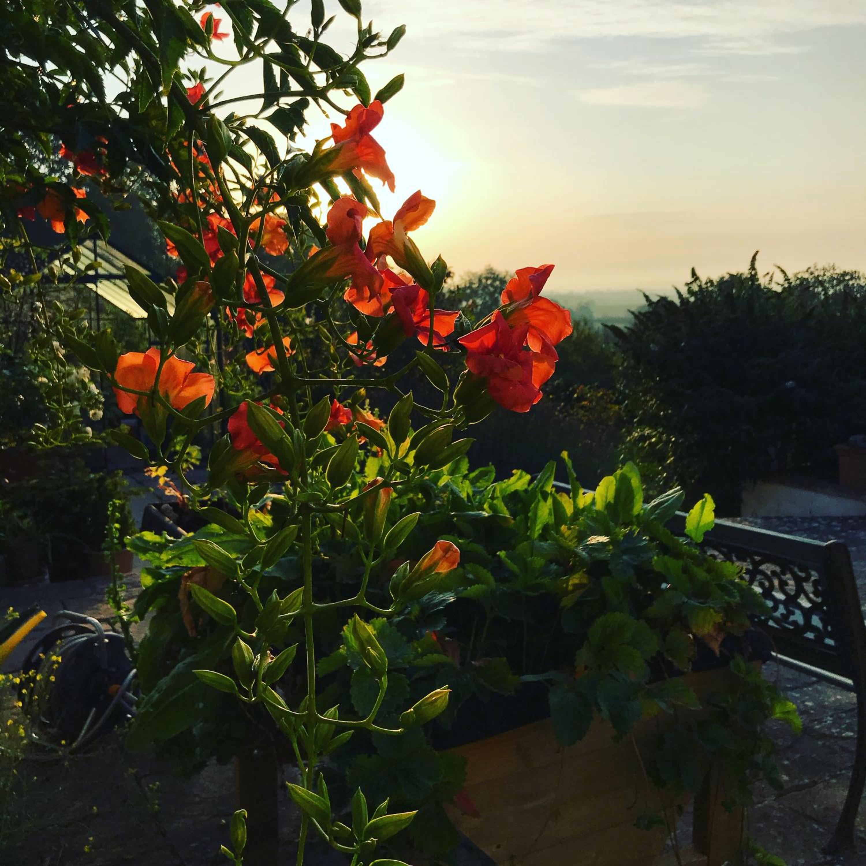 Shakespeare's View