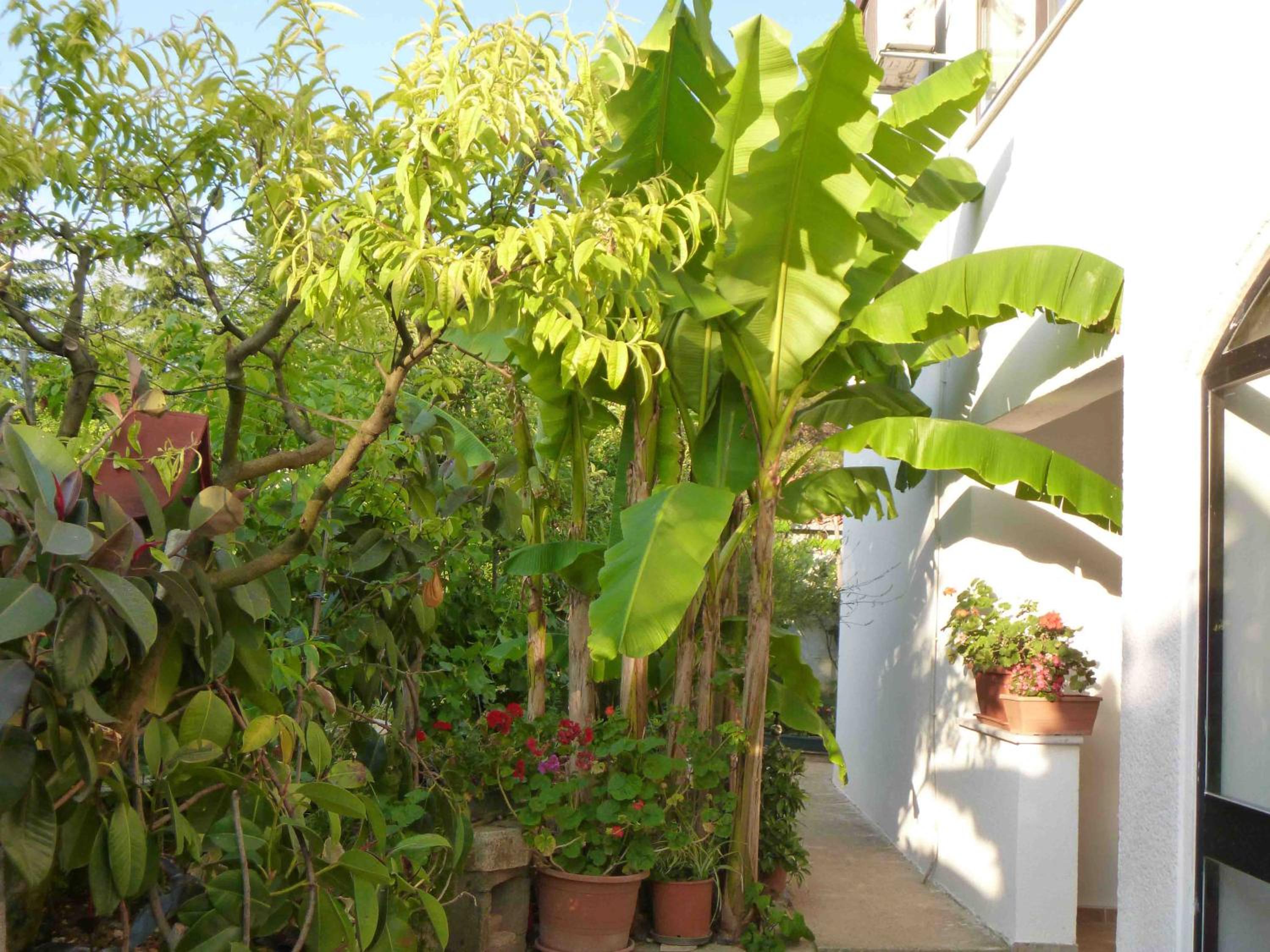 Angelo apartment, in the quiet part of Porec view 3