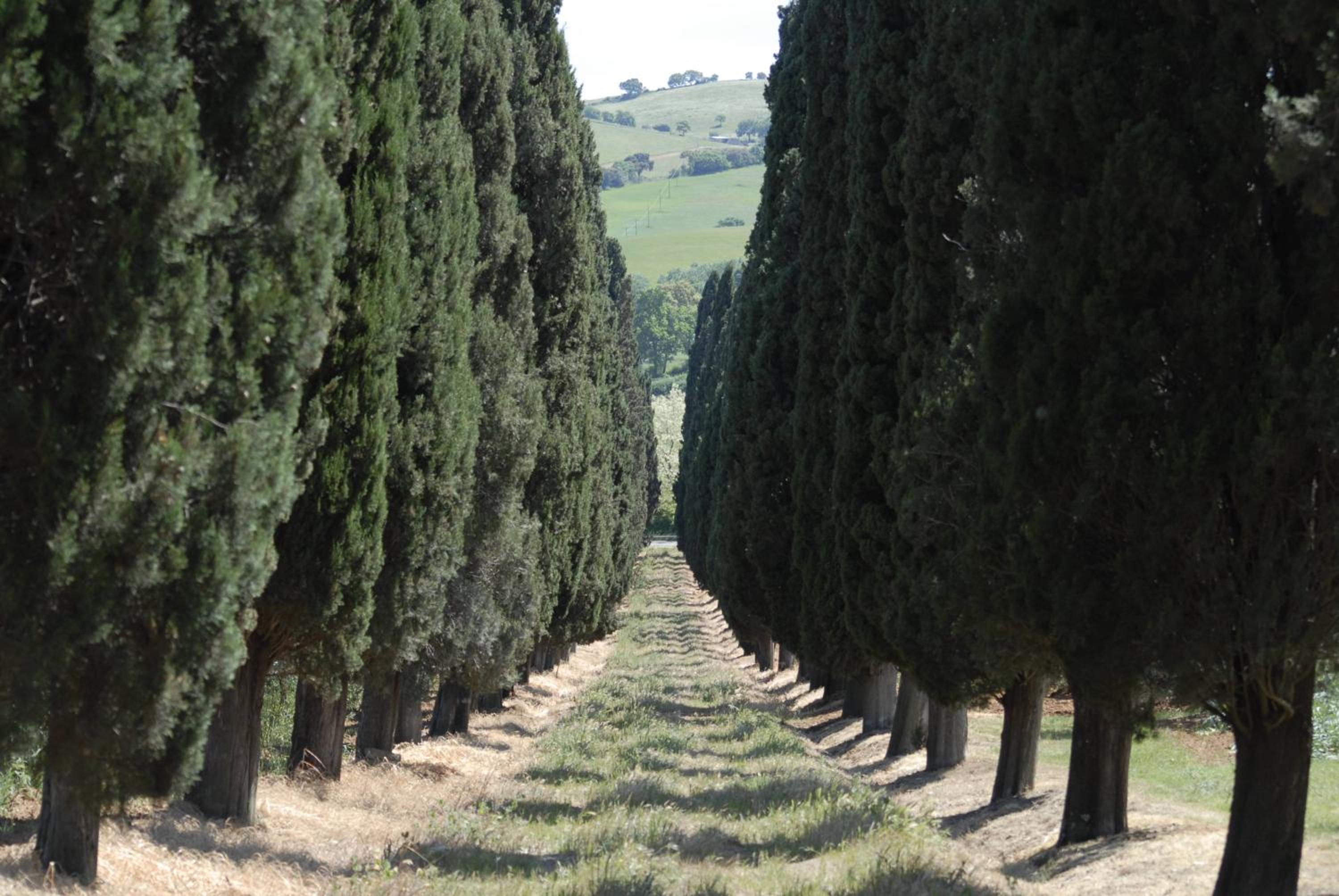 Tenuta di Poggio Cavallo