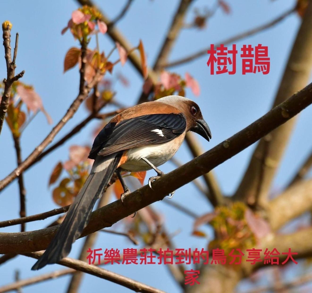 Photo 65