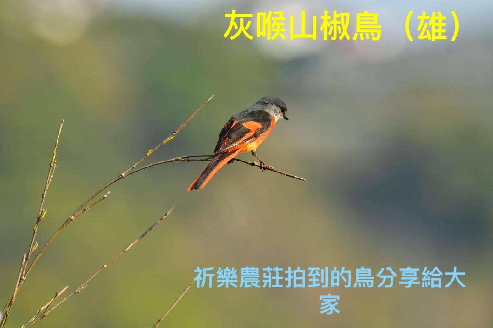 Photo 63