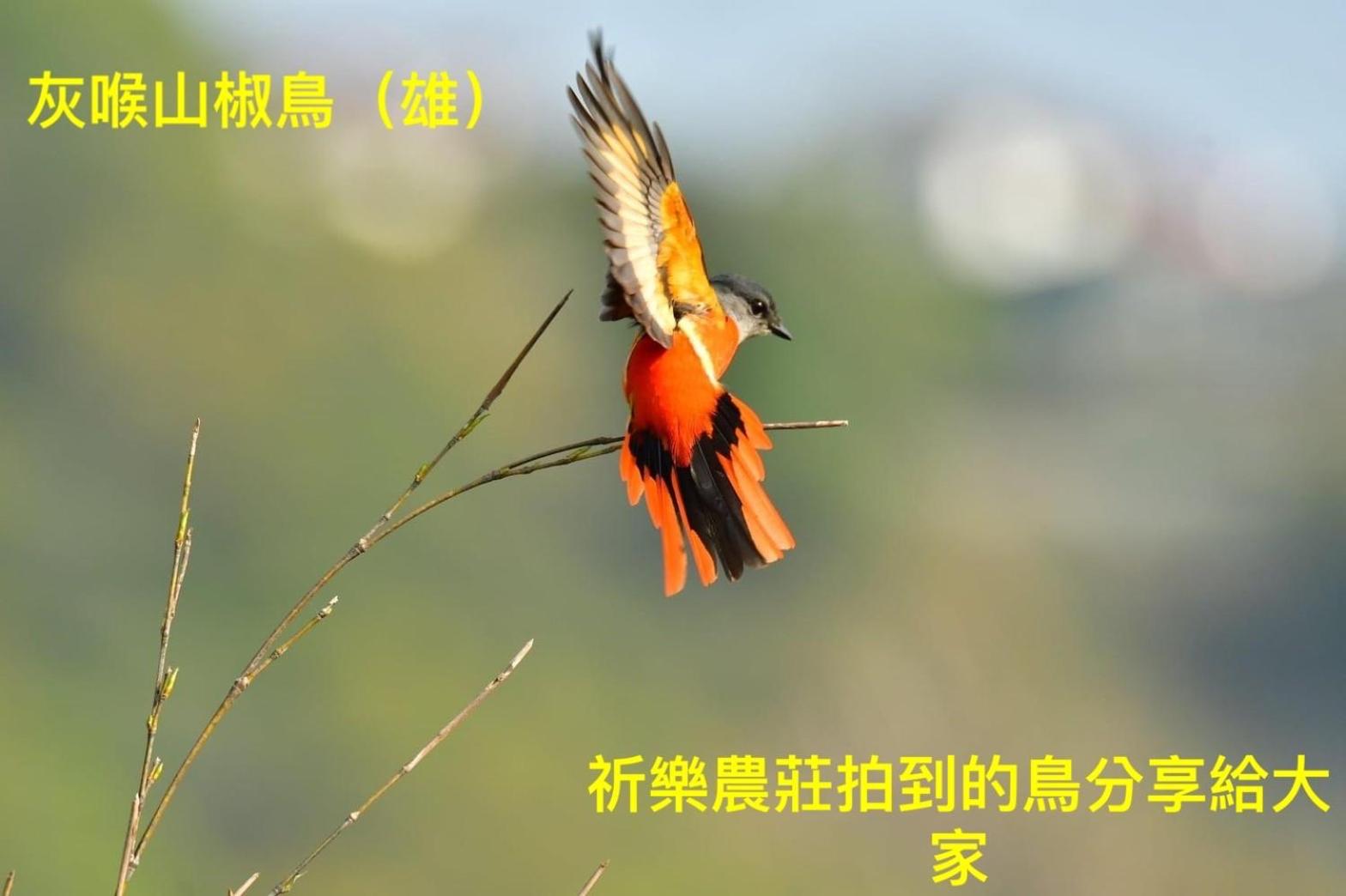 Photo 62